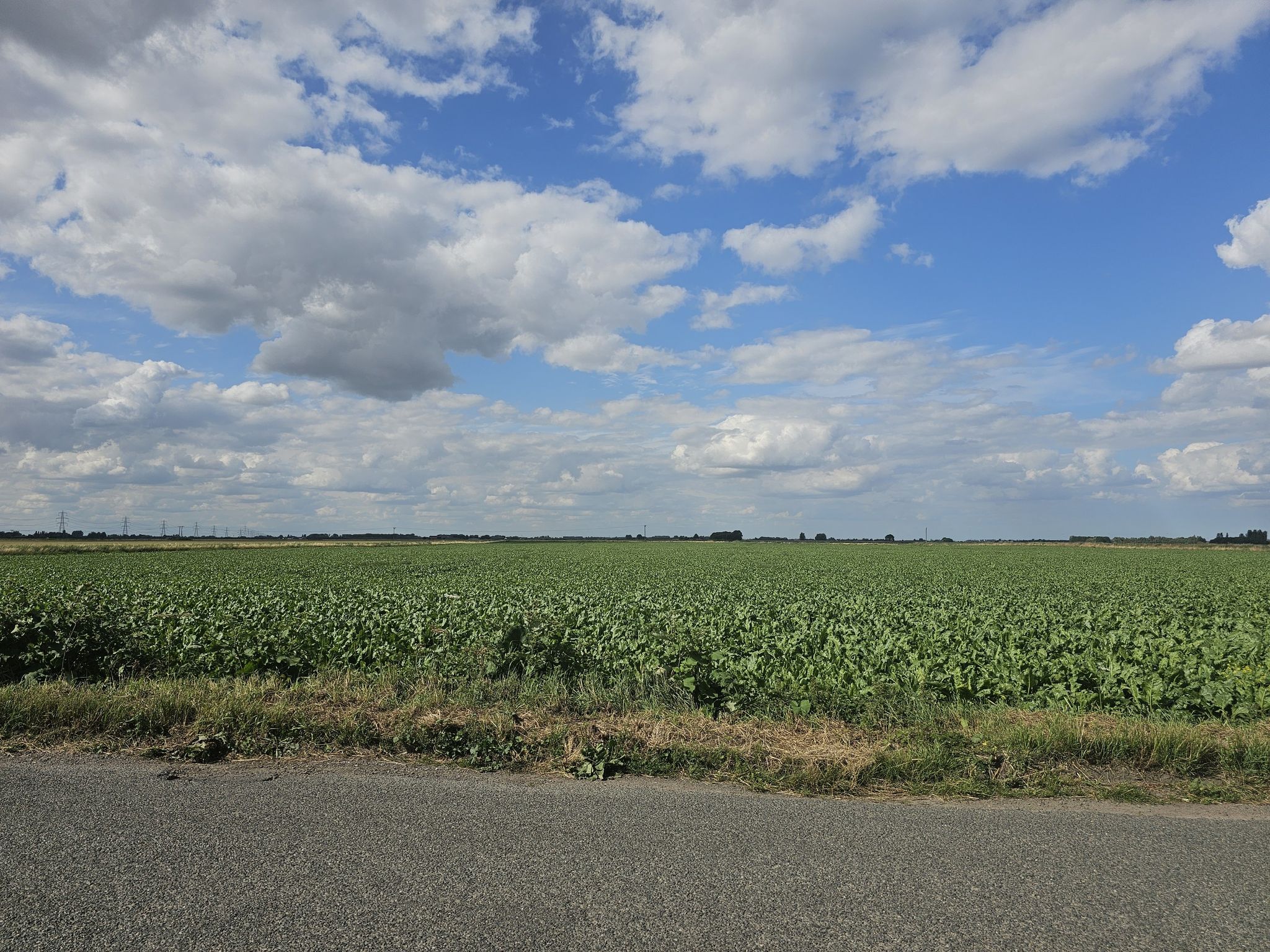 Cambridgeshire Fens