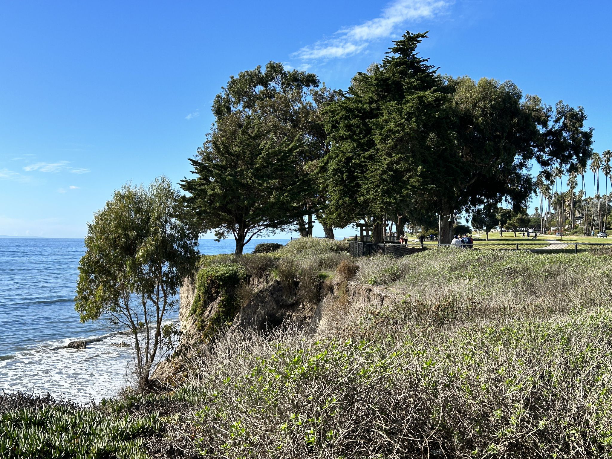Sunny coastal cliff with dense green foliage overlooking ocean waves. - Shoreline Park