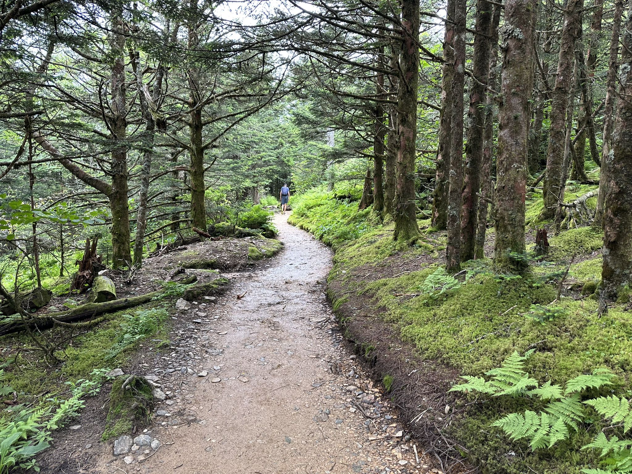 A person walks on a winding dirt path through a dense green forest. - Alum Cave Trail
