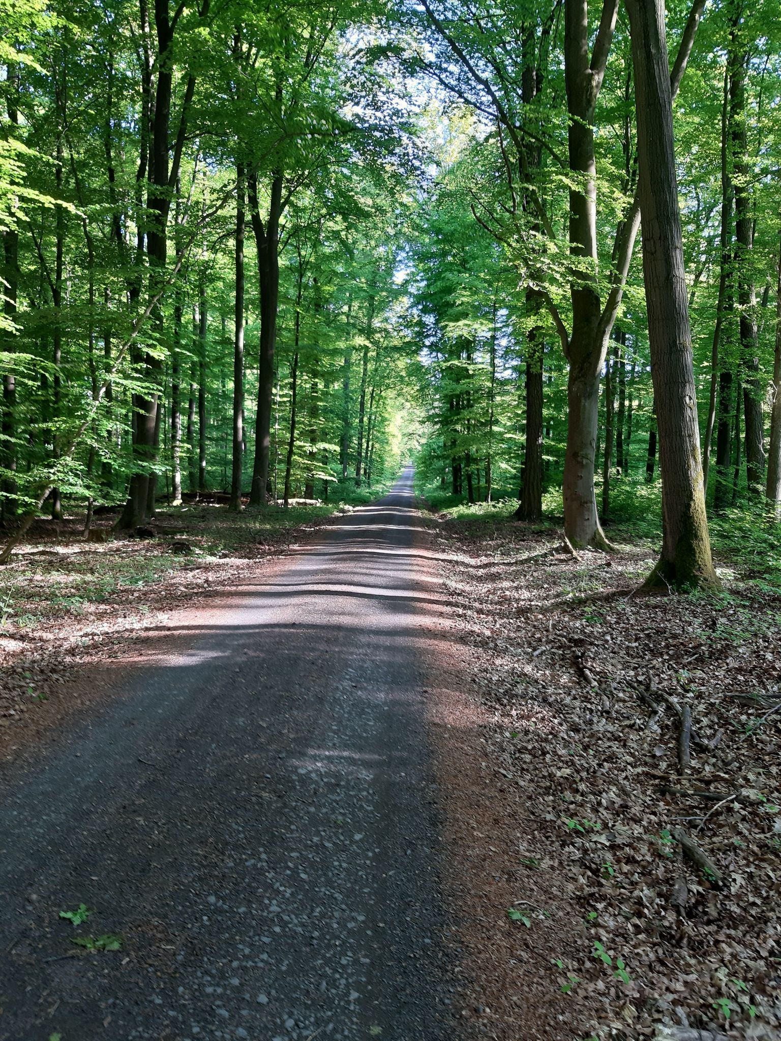 Licher Wald