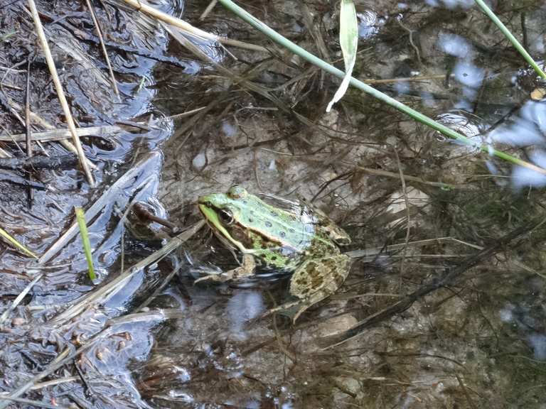 Oldendorfer Teiche 🌊🌿🌱👧👧👱‍♀️🧔🏻👵🗺️🐕‍🦺🐶 Wanderung Komoot