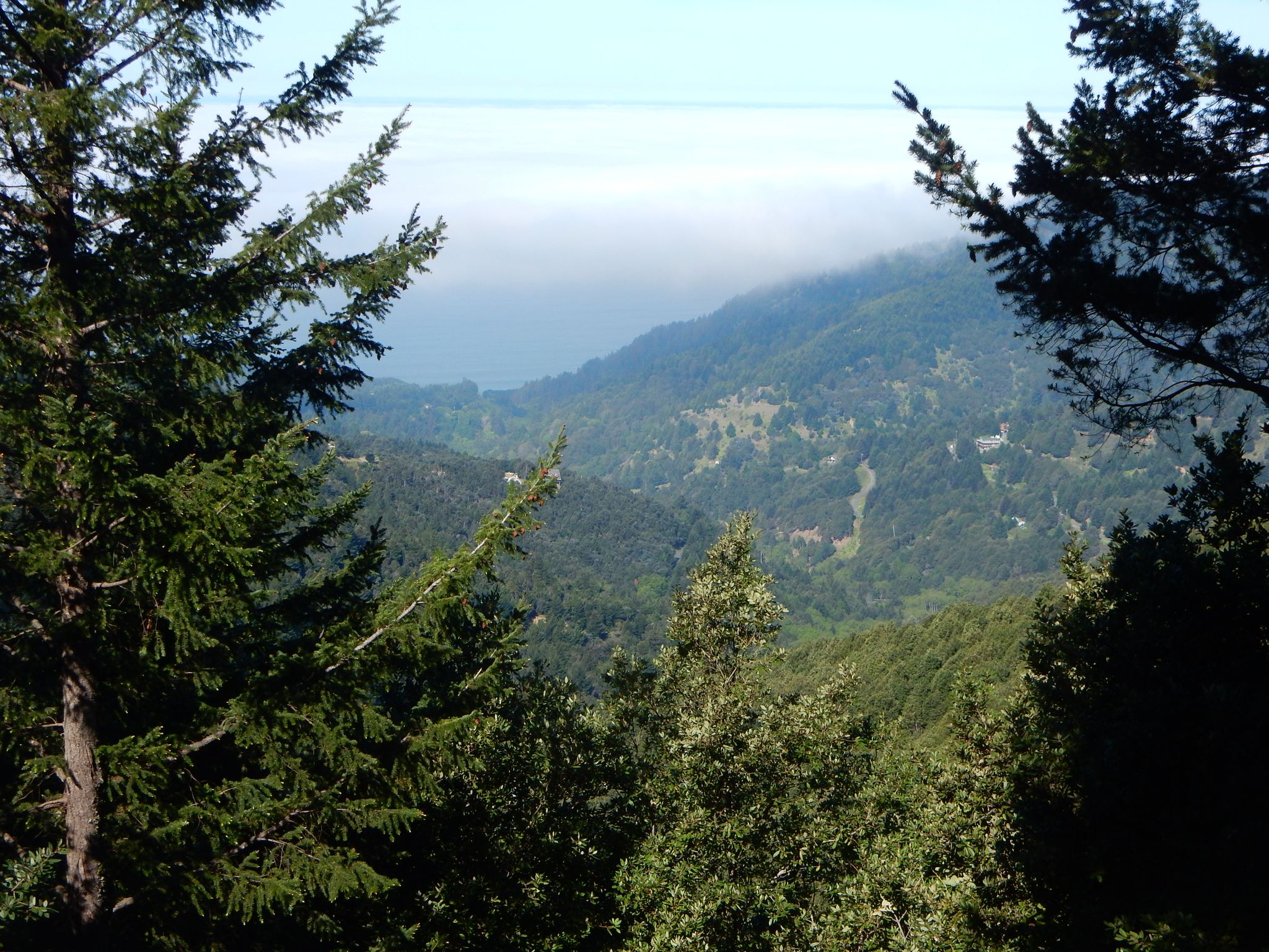 Lush green mountains and distant fog seen through dark evergreen trees. - Paradise Royale Loop