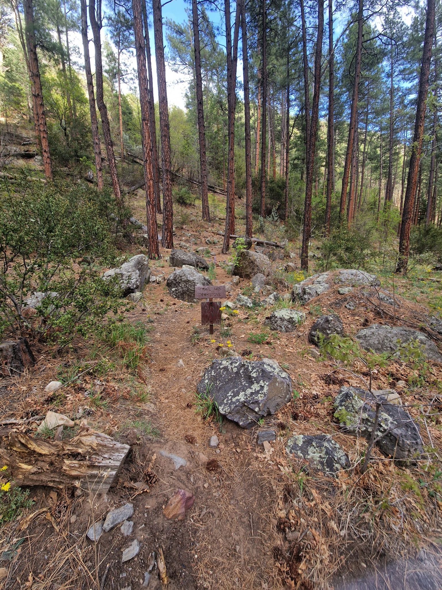 A sunlit forest path with tall pines, rocks, and a small wooden sign. - Flagstaff to Sedona via 89A