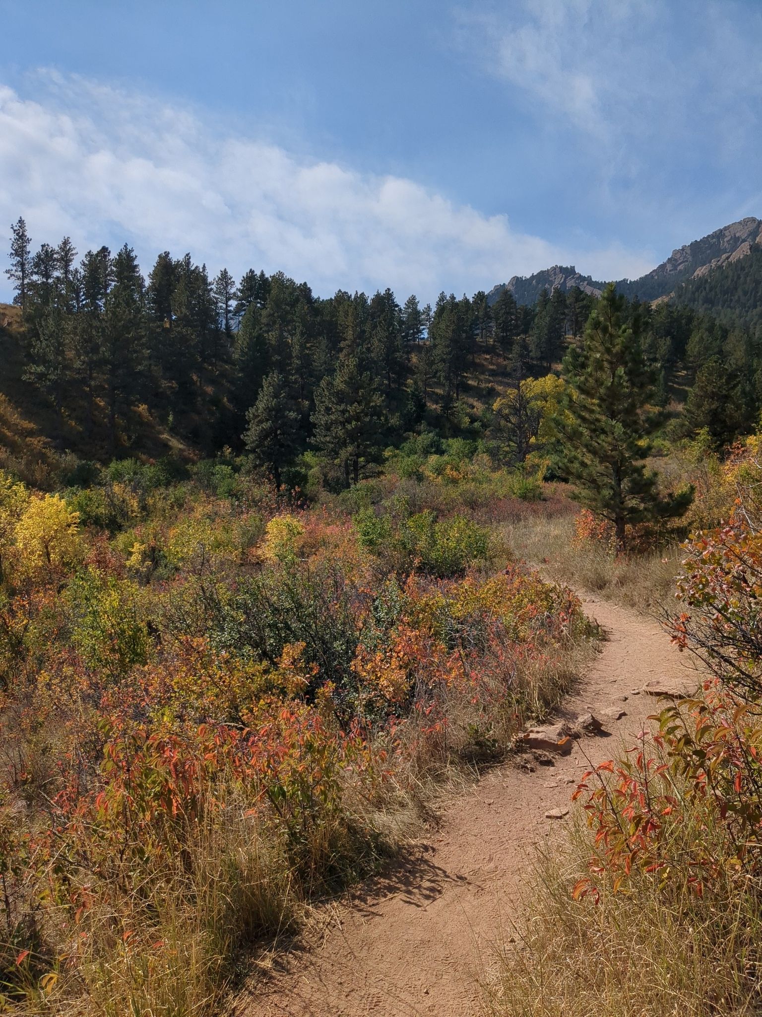 Dirt trail through colorful autumn shrubs and evergreen trees under a blue sky. - Skunk Canyon and Kohler Mesa Loop