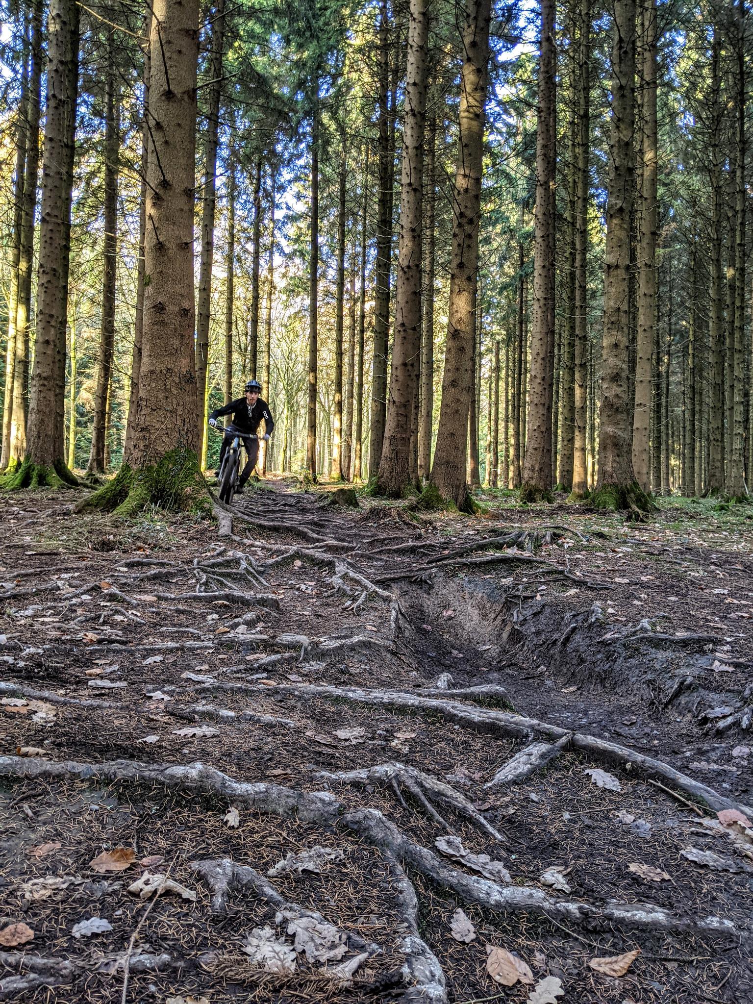 forest of dean downhill