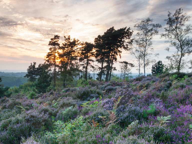 Snake across Sussex’s vibrant Greensand Hills — hiking the Serpent ...