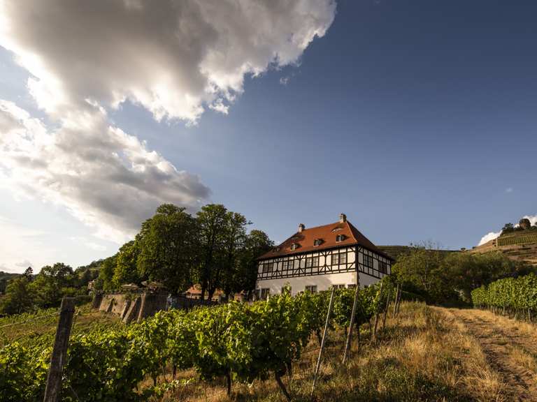 Unterwegs im Wein – Genusstouren um Radebeul | Wander-Collection von komoot