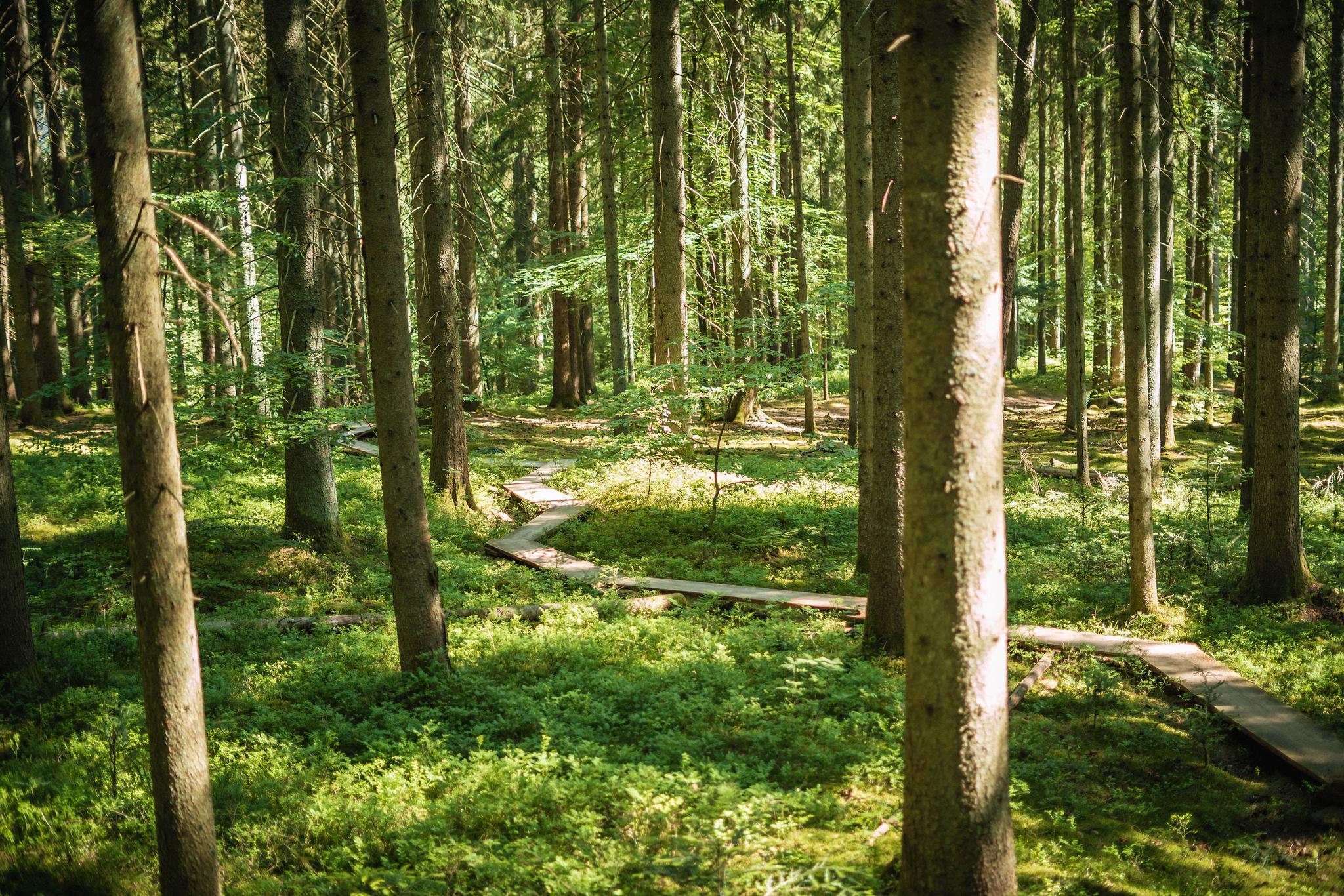 Erlebnispfade Im Schwarzwald Für Groß Und Klein | Wander-Collection Von ...