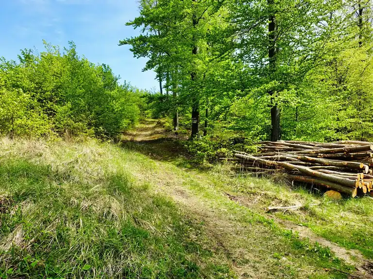 Rosalia Trail Challenge – Laufen auf herrlichen Waldwegen | Lauf ...