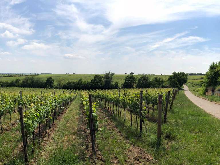 fahrrad bockenheim an der weinstraße bis weißenburg