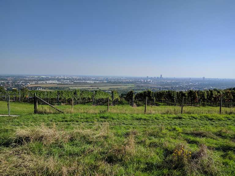Wandern Zwischen Weinreben In Wien Wander Collection Von Komoot