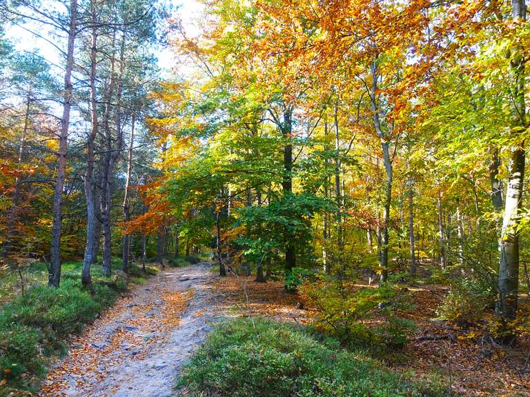 the-most-beautiful-forests-in-and-around-berlin-during-autumn-hiking