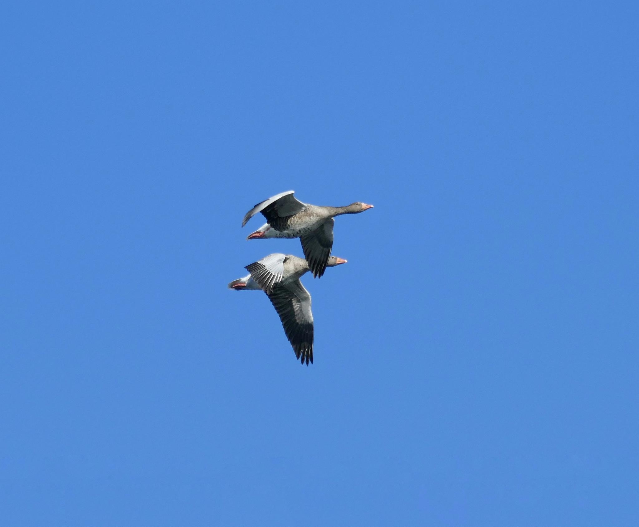 From Cranes To Wild Geese Bird Spotting With The S Bahn In South Berlin Hiking Collection By Komoot
