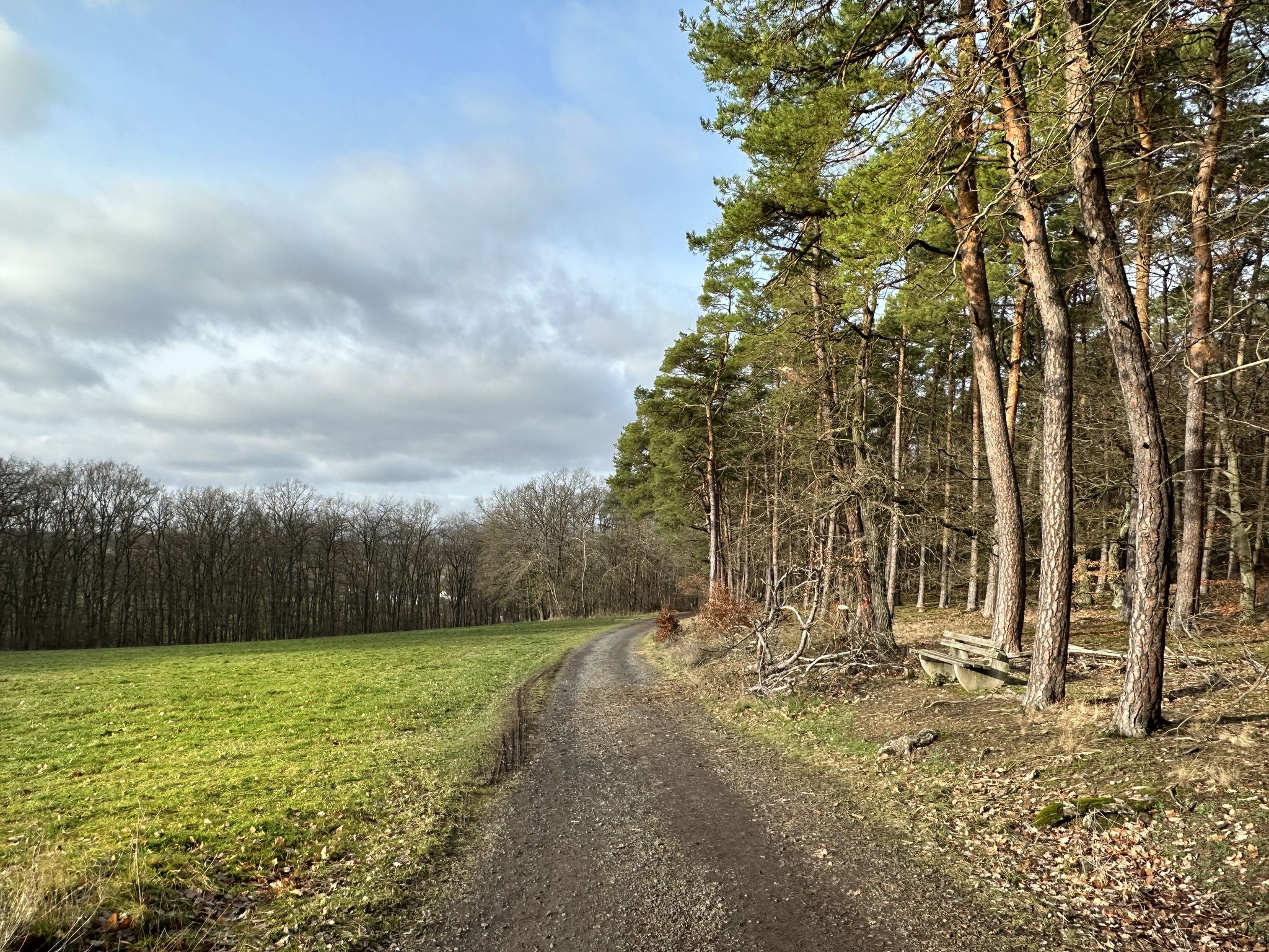 Ich liebe Kieferwälder