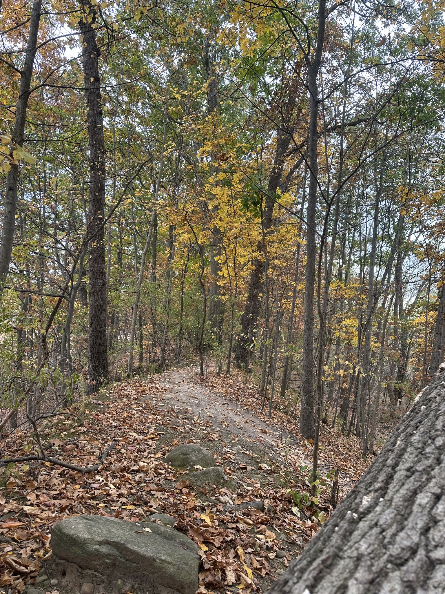 A winding dirt path through an autumn forest with fallen leaves. - View of Irondequoit Bay – Tryon Park loop from Snider Island