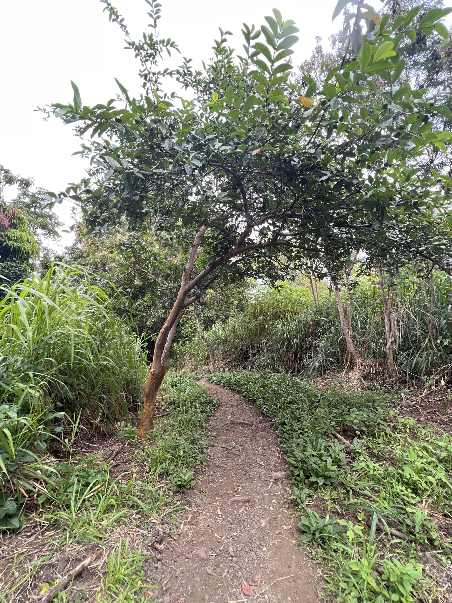 A winding dirt path through lush green foliage under an overcast sky. - Keauhou Bay to Hoʻokena Beach Park
