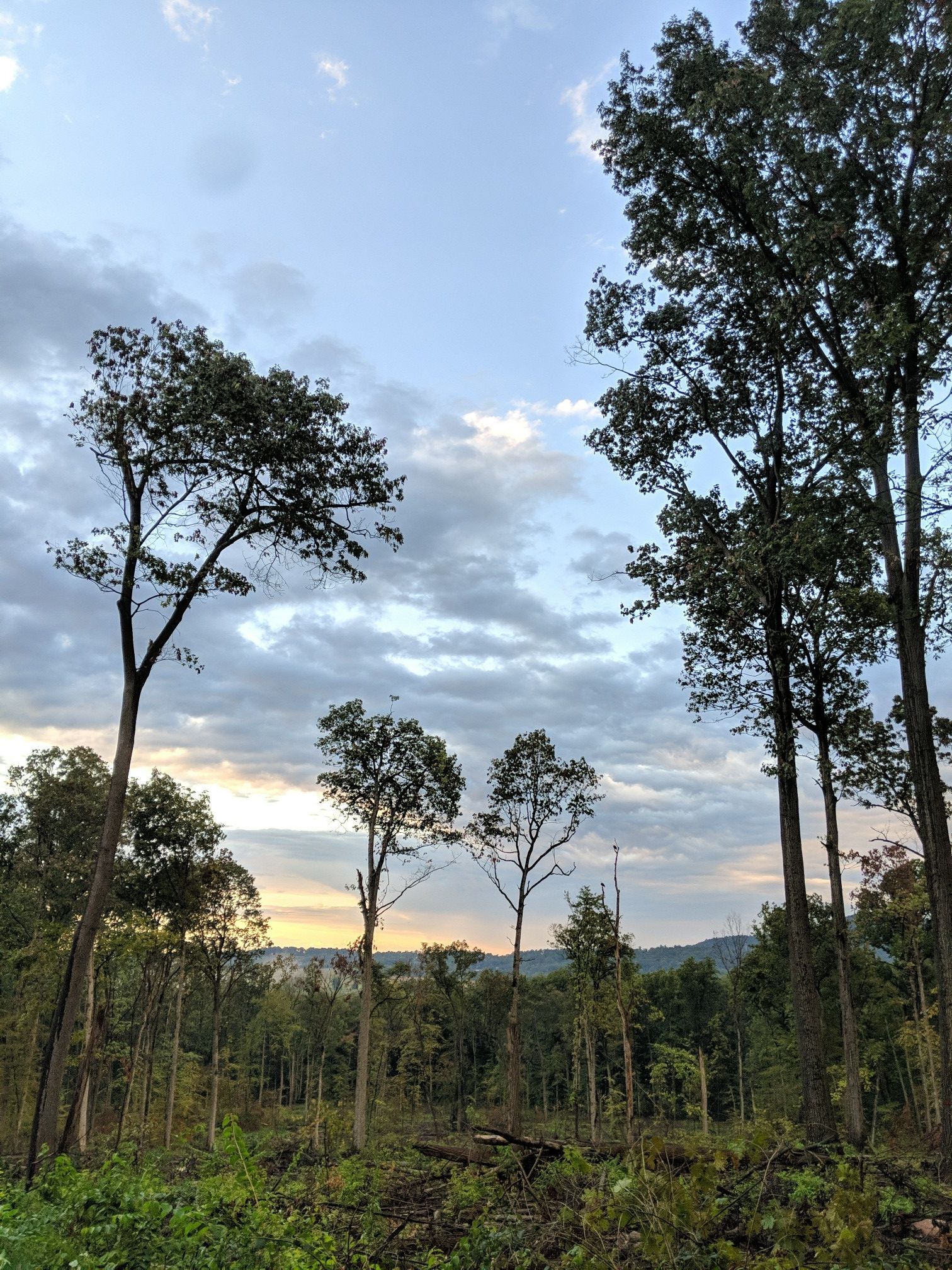 Tall trees in a forest clearing under a dramatic, cloudy evening sky. - Middle Creek Reservoir – Middle Creek Trailhead loop from Ephrata