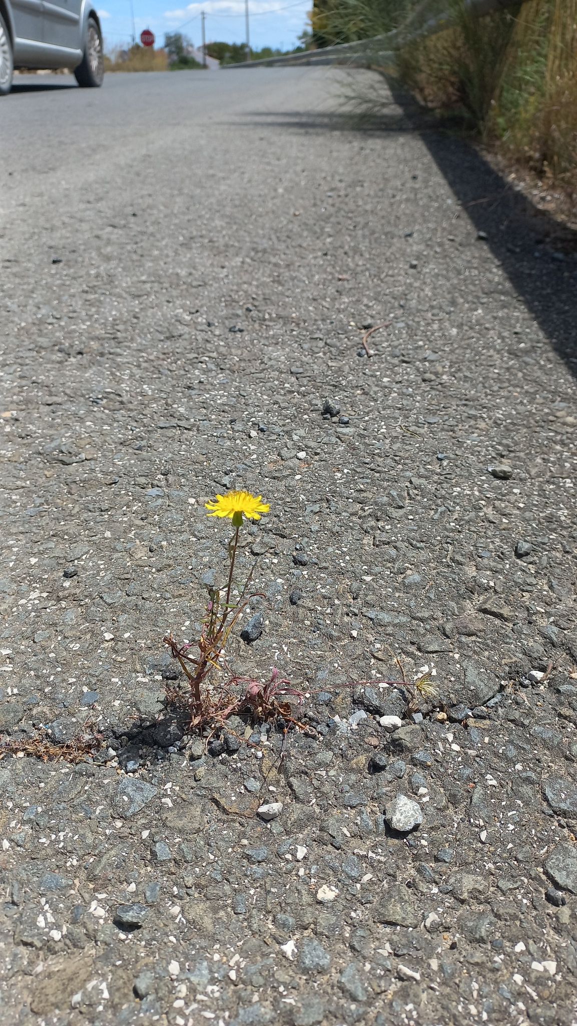 caos urbano ainda existe beleza