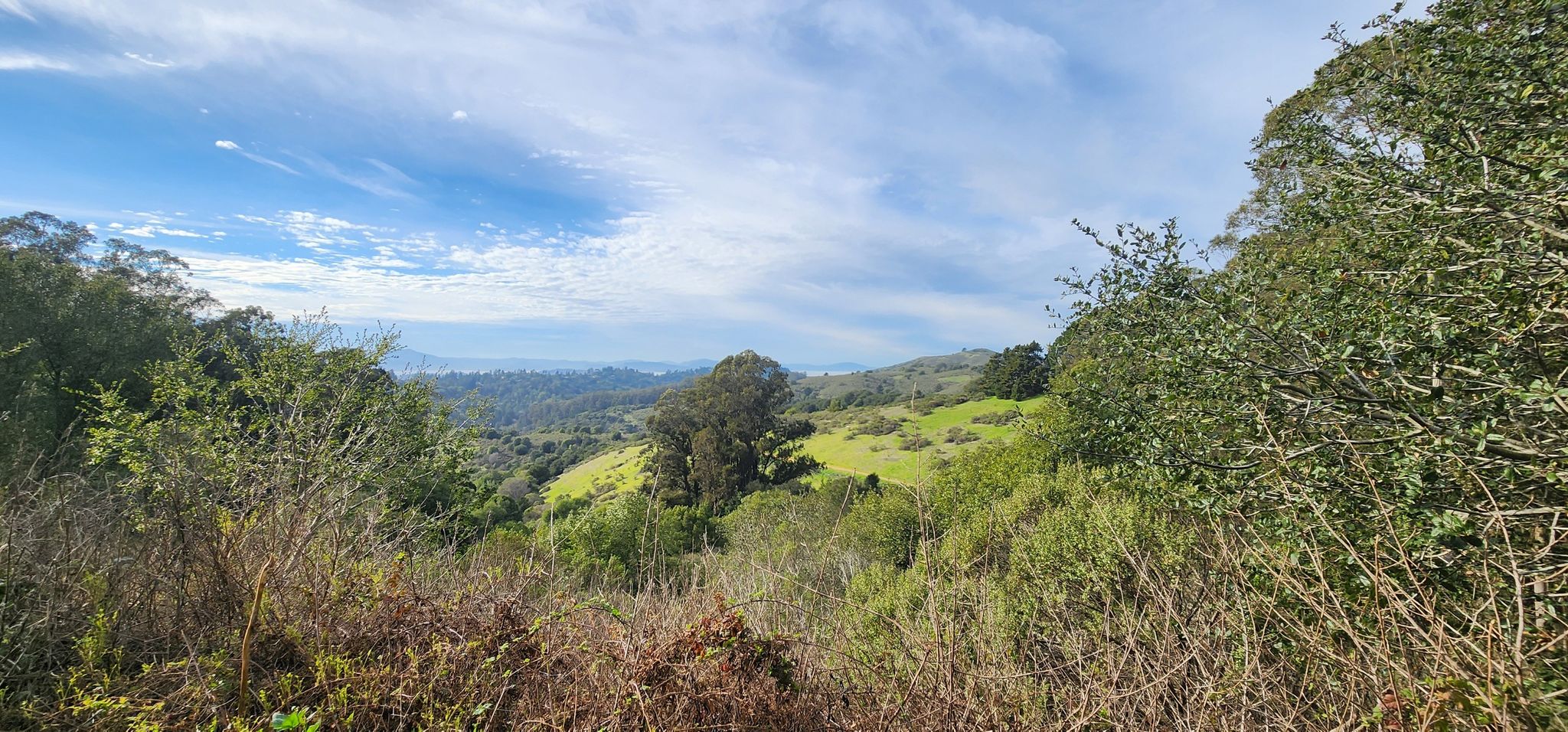 Panoramic view of green rolling hills and distant water under a partly cloudy sky. - Albany Library Murals – Inspiration Point Overlook loop from El Cerrito Plaza