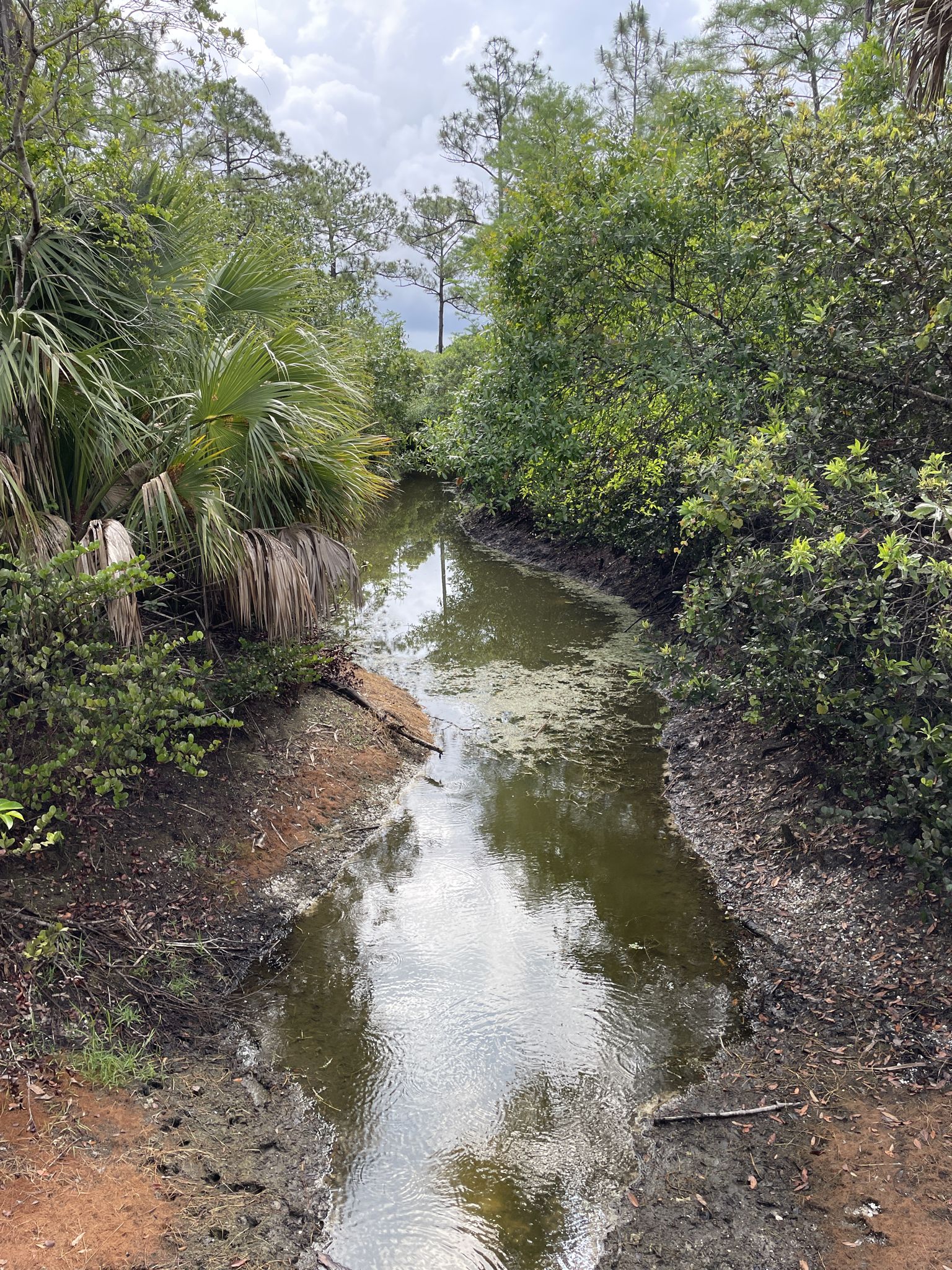 Winding muddy waterway through dense green forest under an overcast sky. - Riverbend Park Trail loop