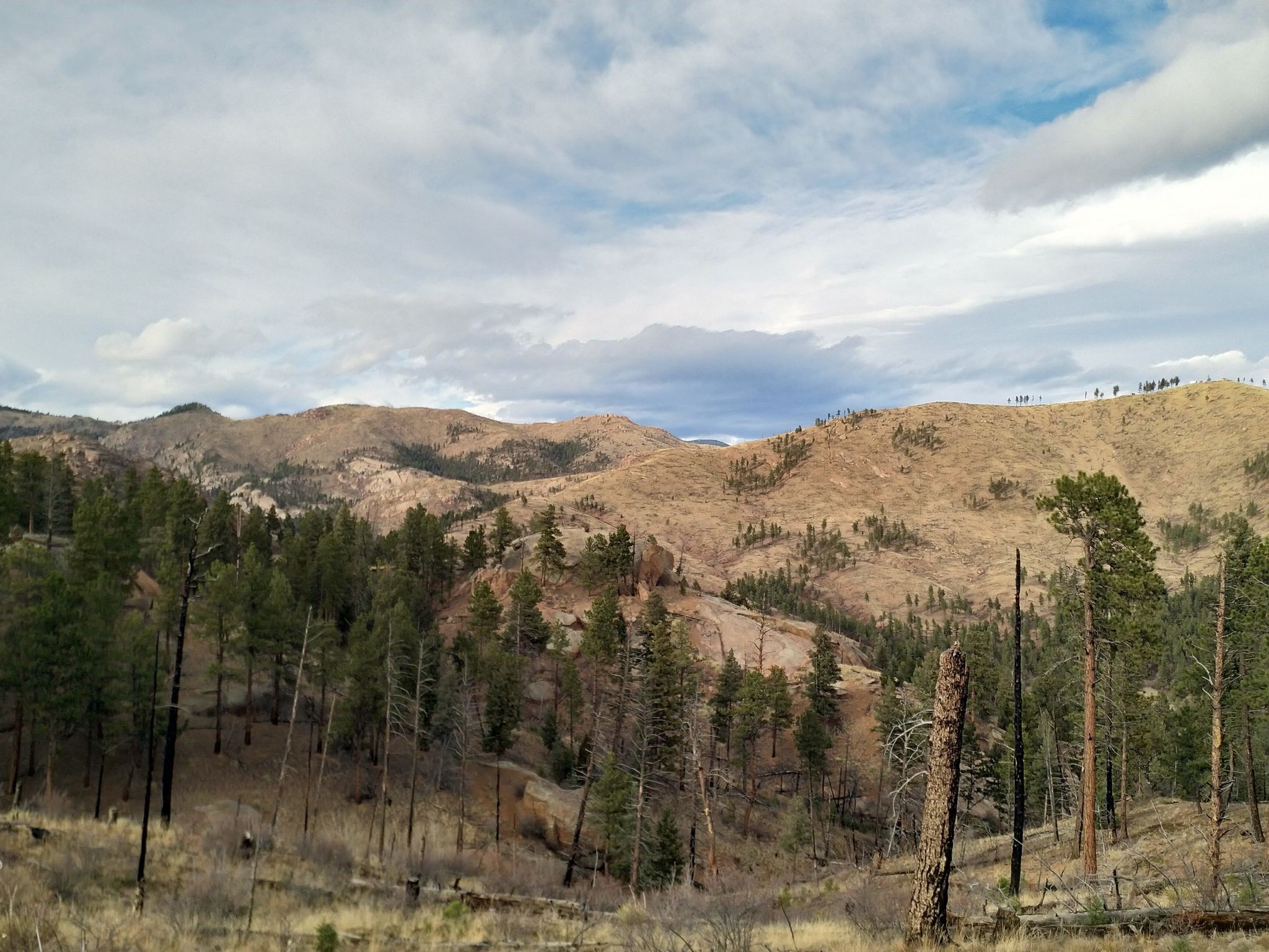 Mountainous landscape with pine forests and grassy hills under a cloudy sky. - Buck Gulch and Strawberry Jack Loop