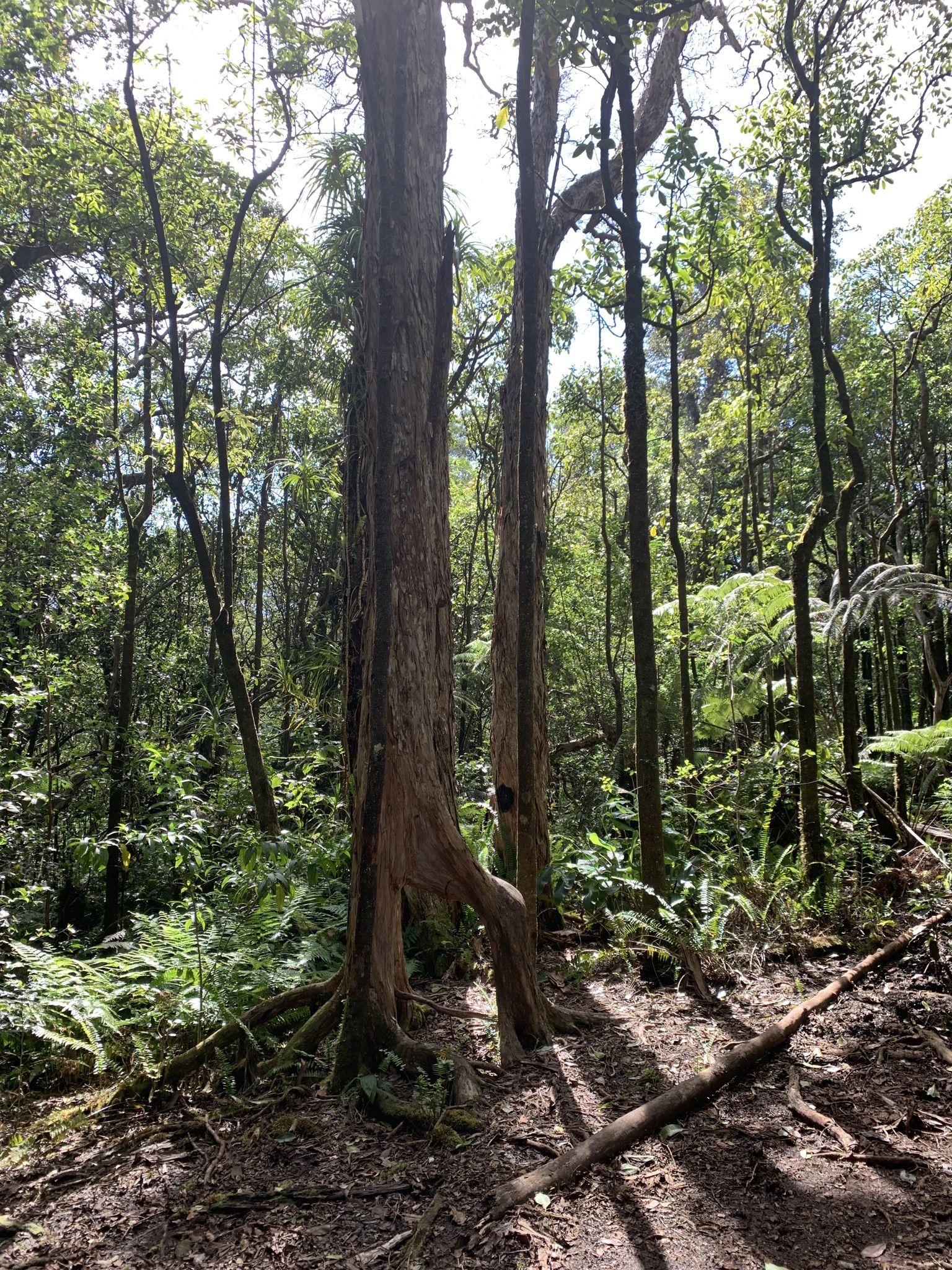Tall trees with exposed roots and ferns in a sunlit forest. - Kalōpā Nature Trail loop
