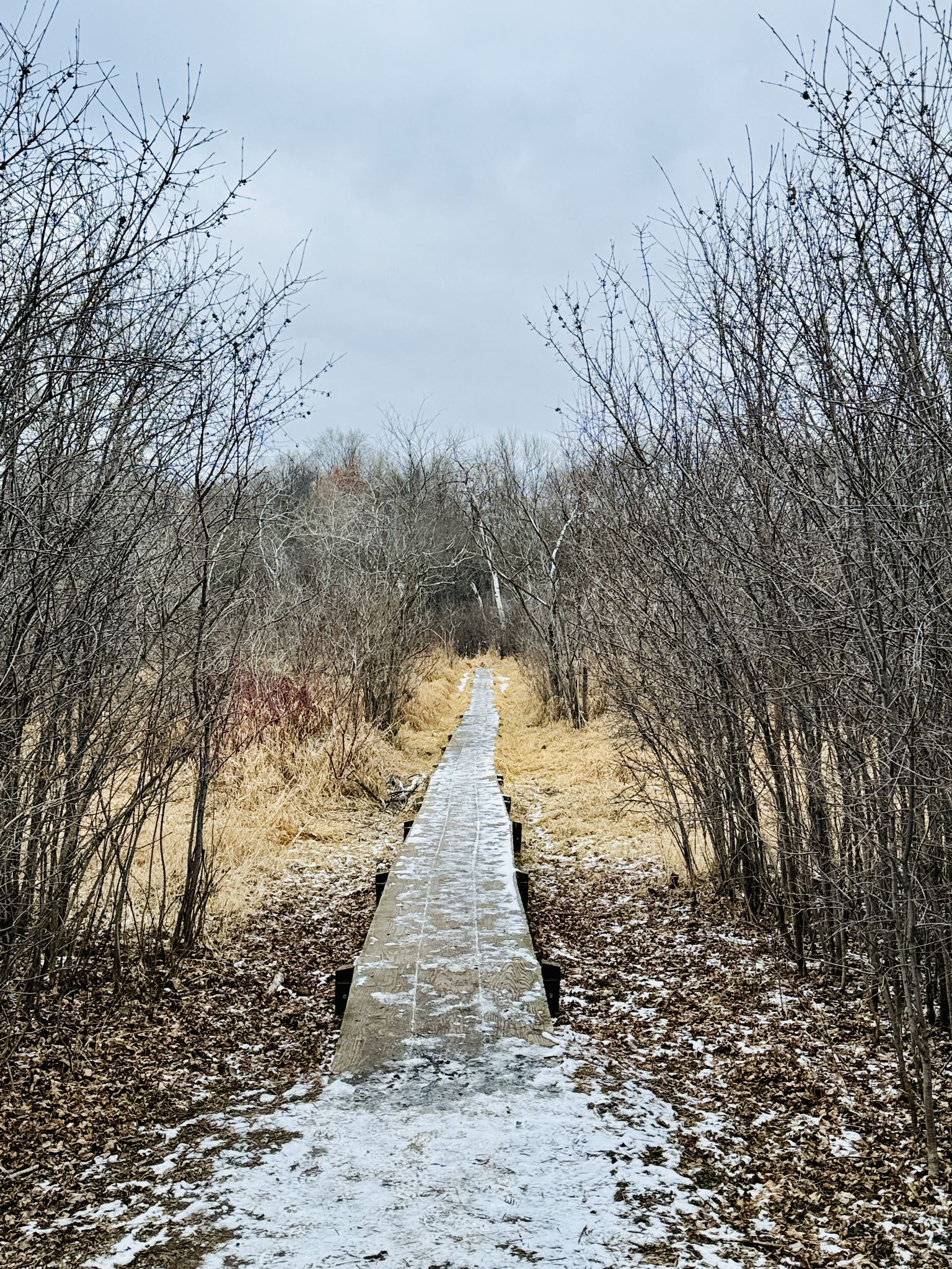 A snow-dusted boardwalk path through bare winter trees under an overcast sky. - Edenbrook Conservation Trail