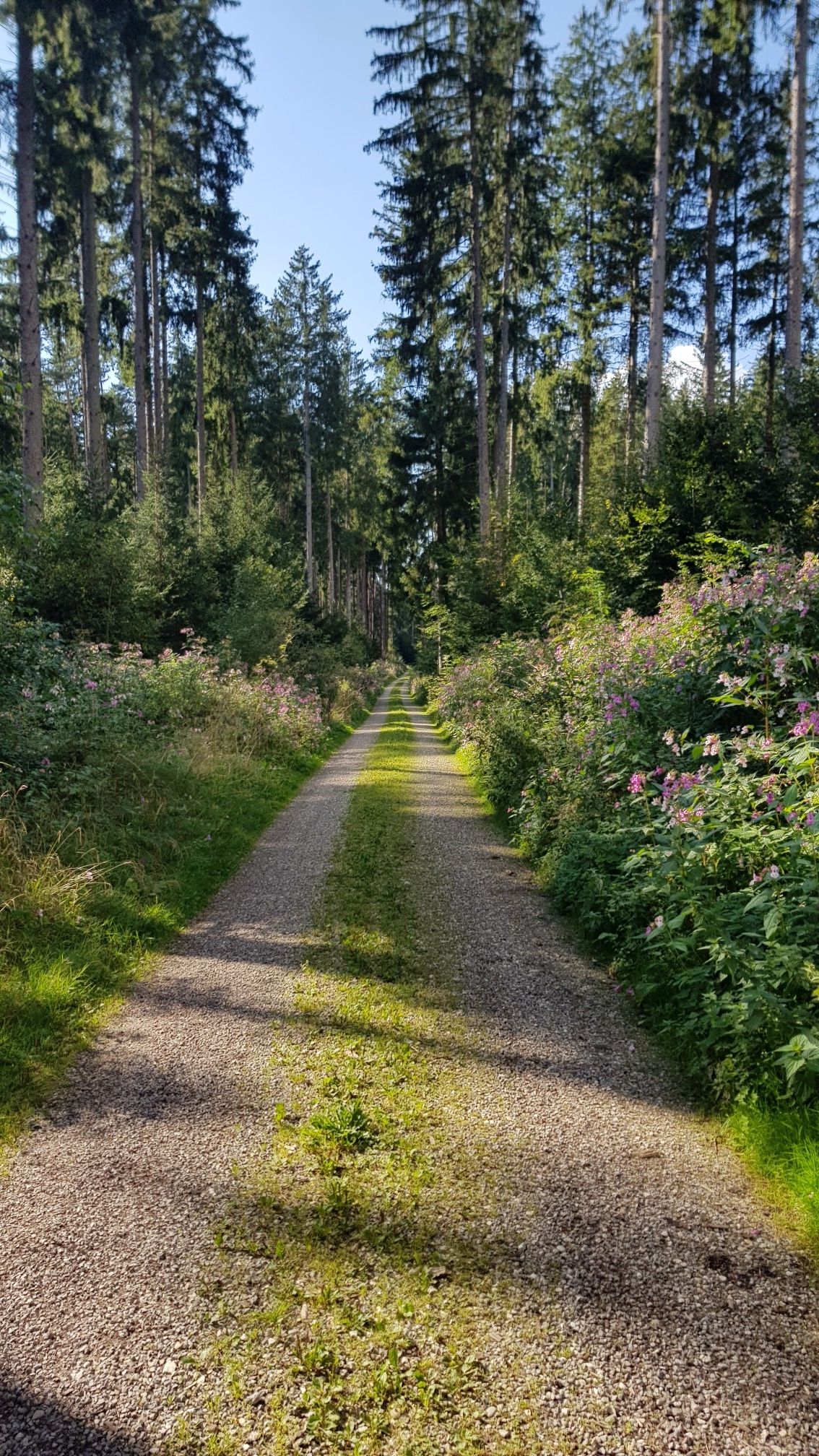 schöner Waldweg