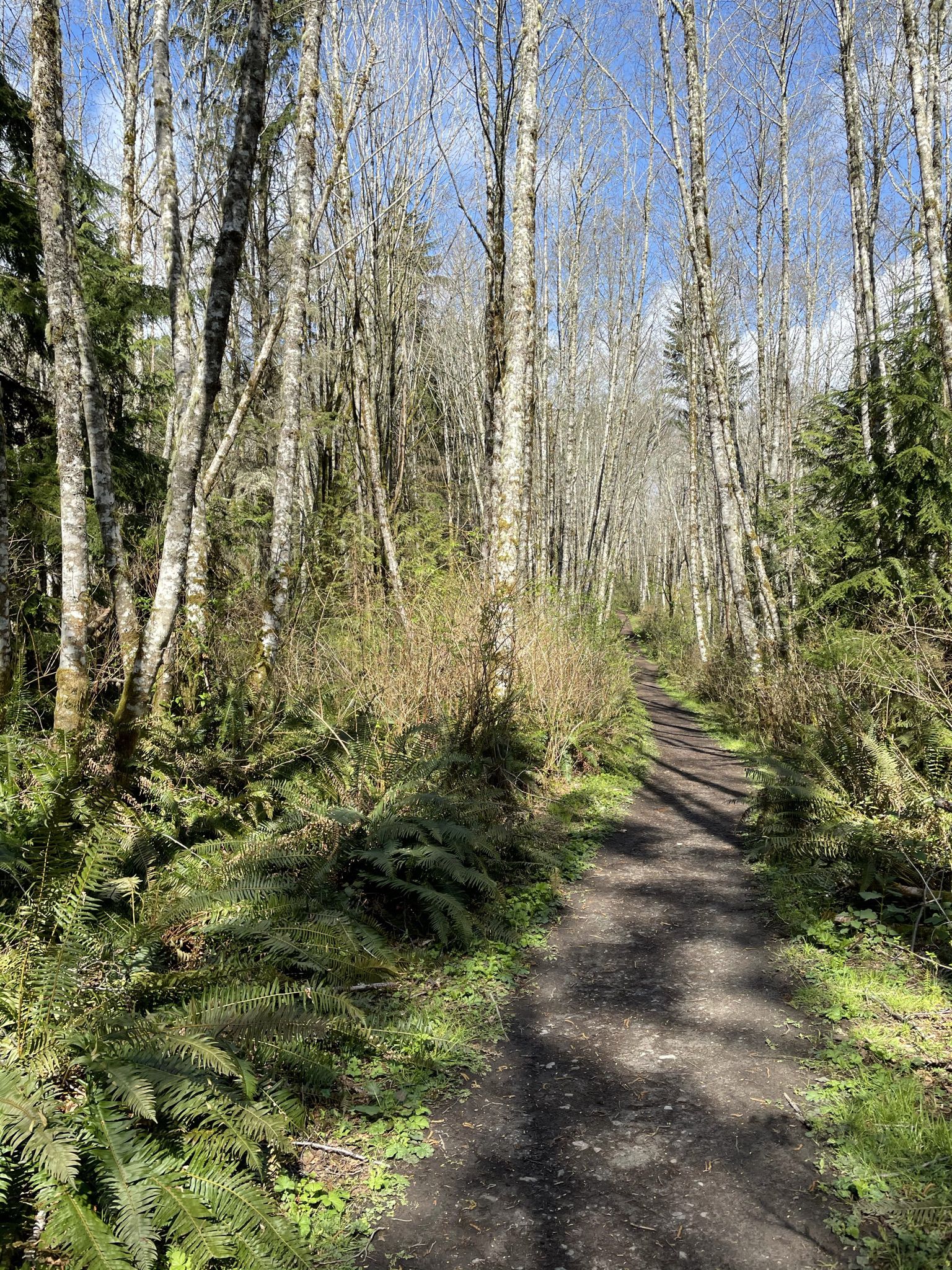 Sunny dirt path winding through a forest with tall bare trees and ferns. - Spine Line, Ravine Run, White Horse, and Boundary Trails Loop