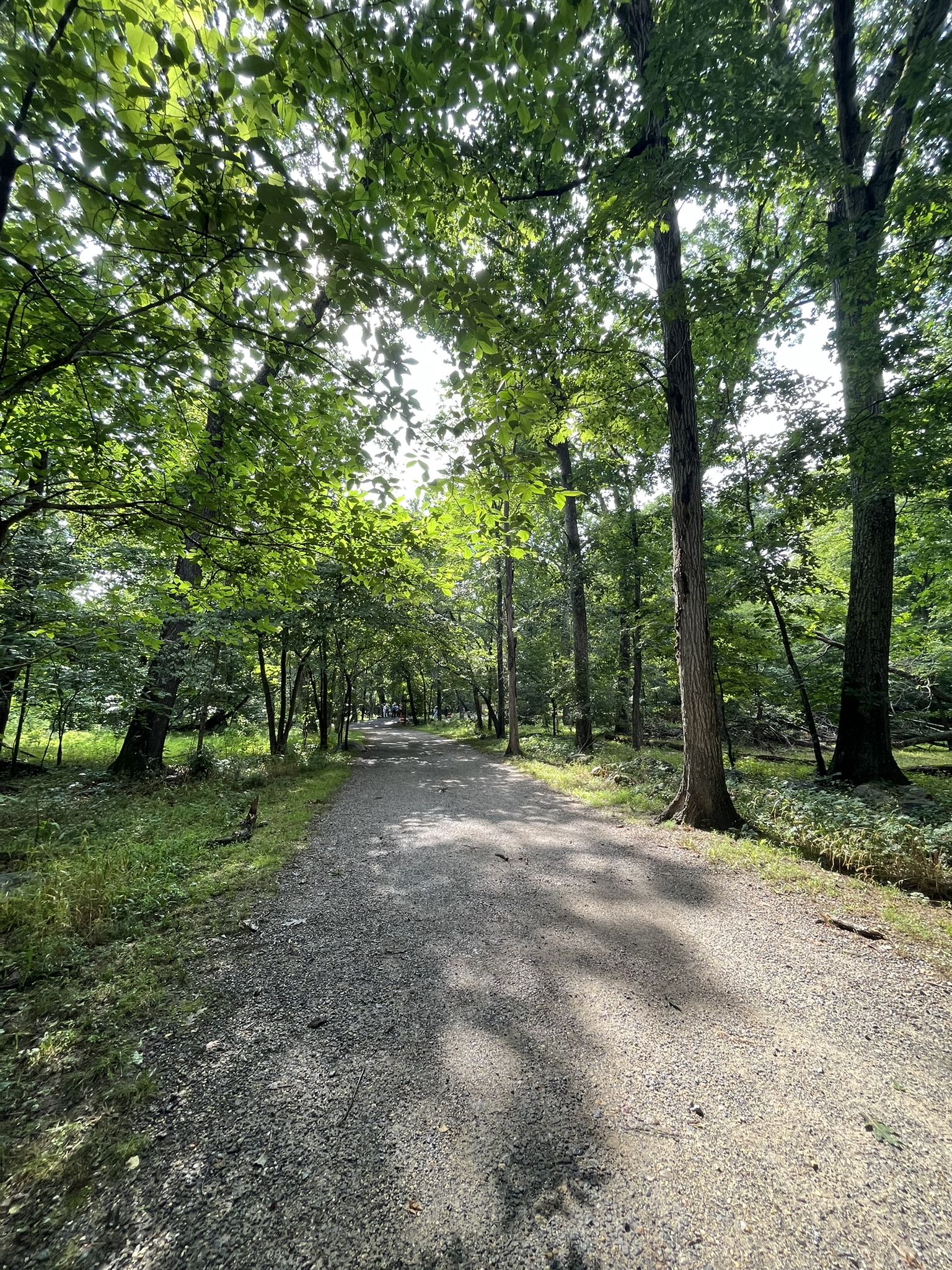 Sunlit gravel path winds through a tall green forest with dappled light. - Matildaville Trail