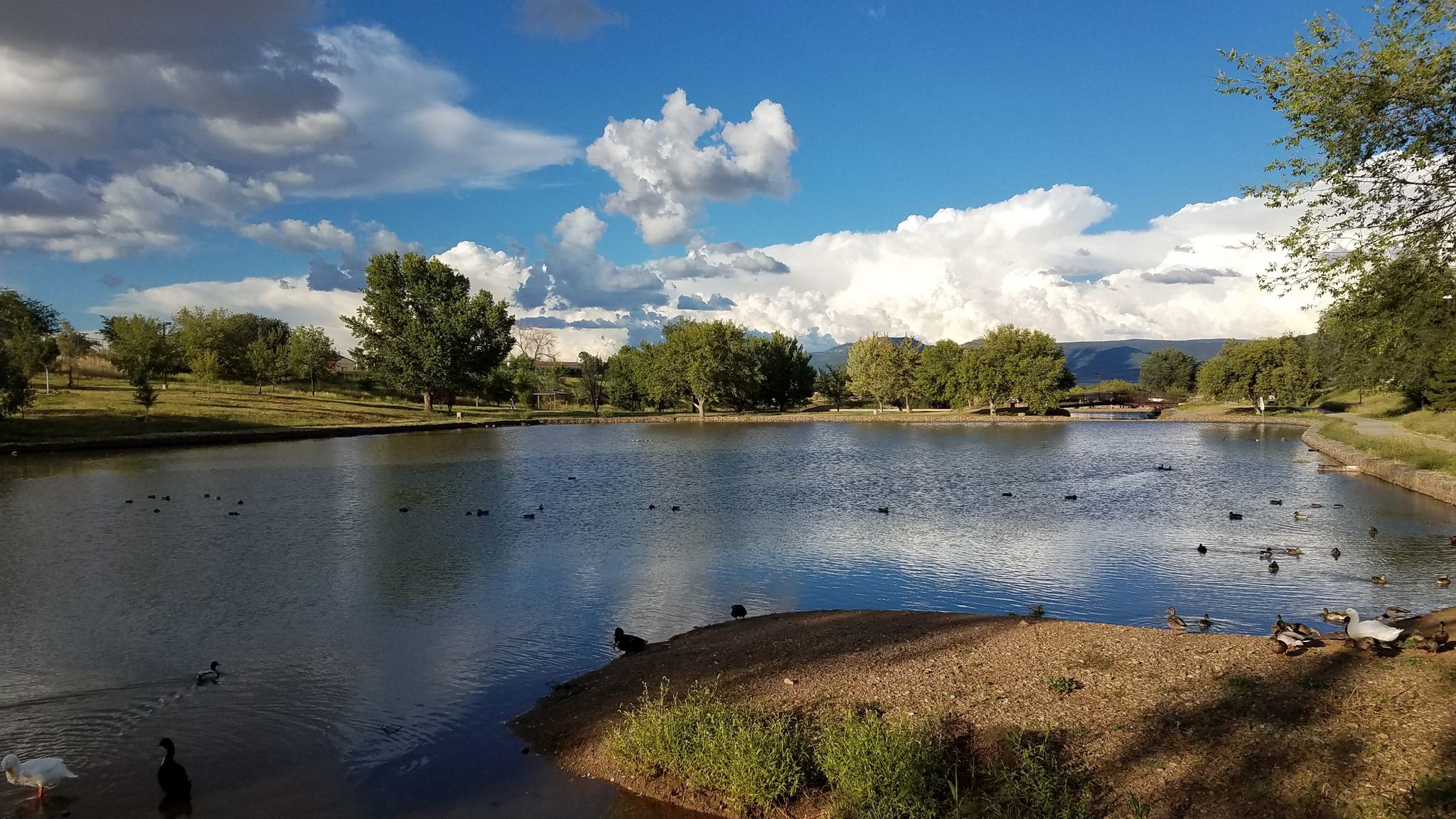 Sunny pond with ducks and geese, surrounded by green trees and clouds. - Prescott Valley Bicycle Route 1 Loop