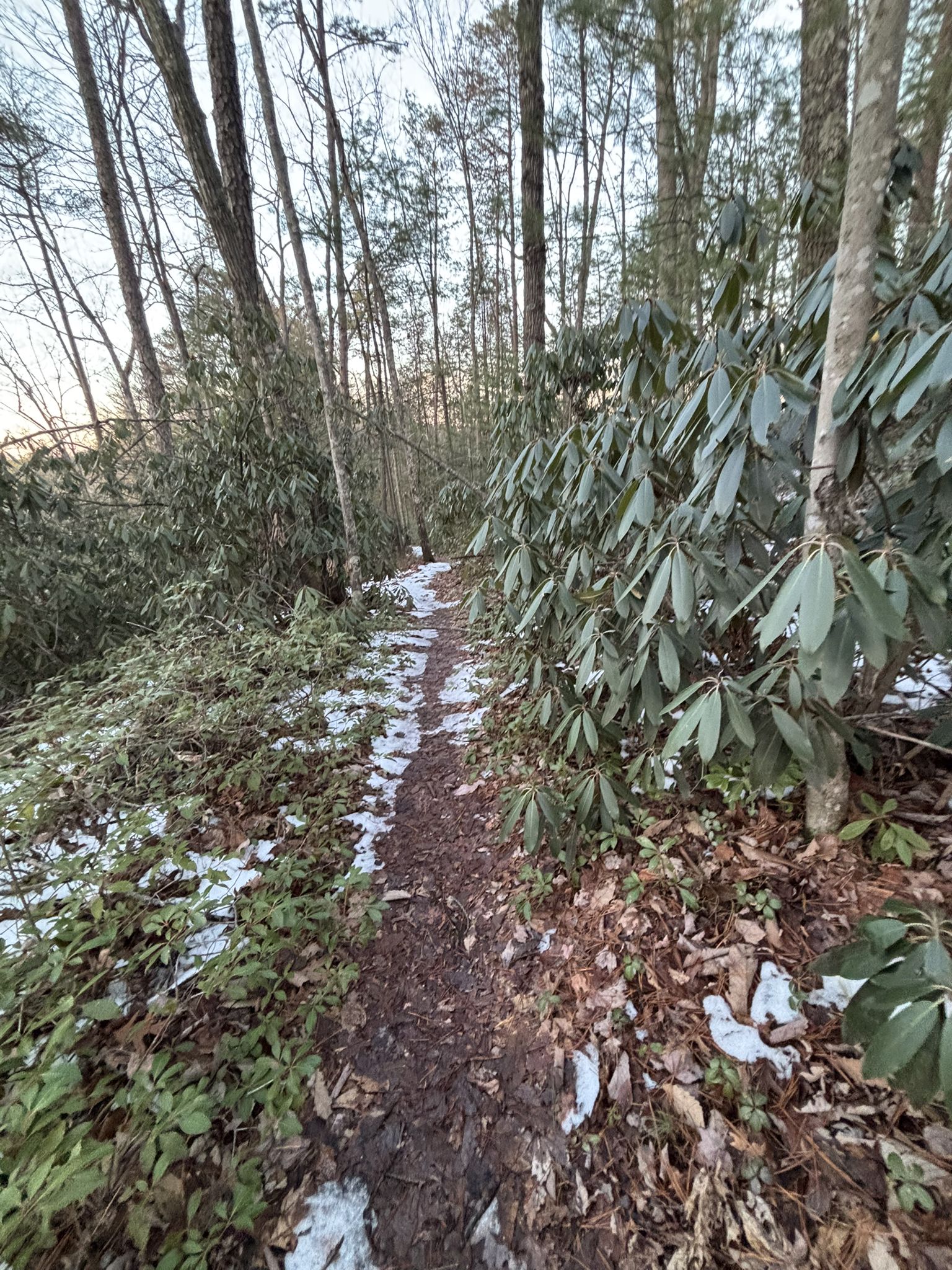 Narrow snowy trail winding through dense rhododendron bushes and bare trees. - Koomer Ridge and Rough Trail Loop