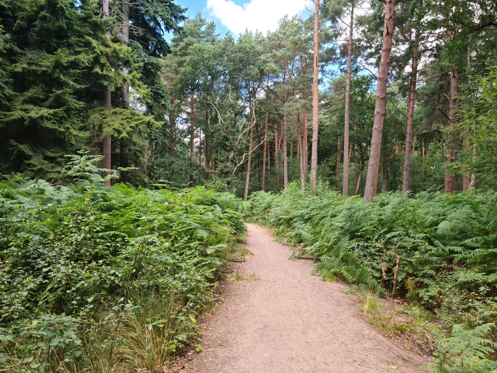 can't see the woods for the trees!