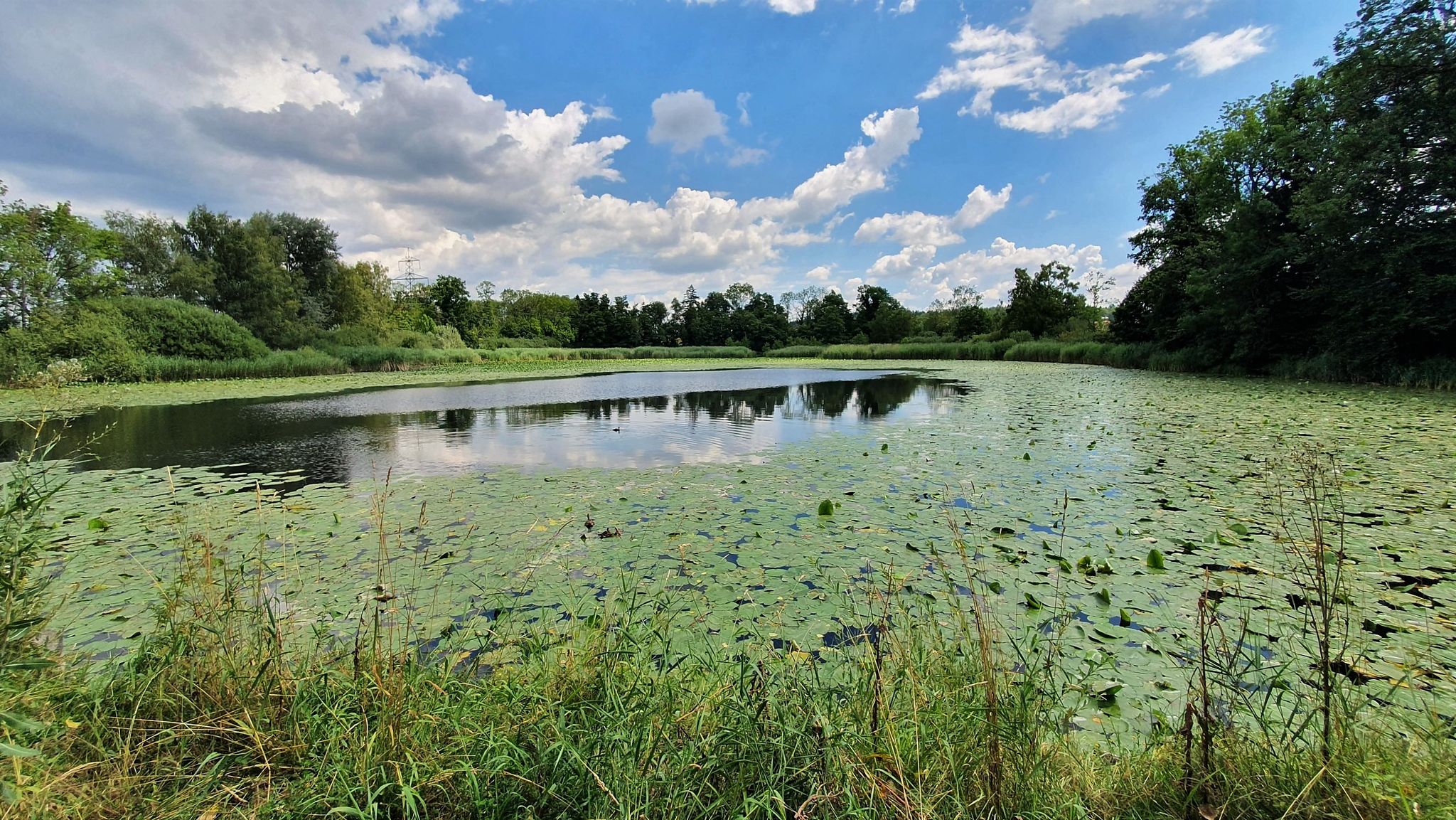Guwilmühliweiher
