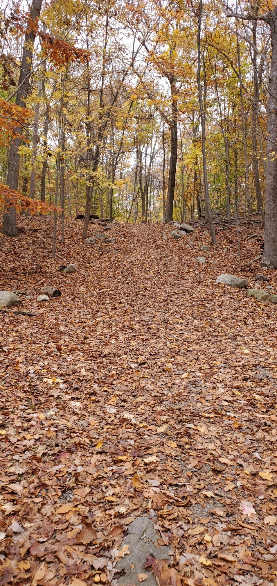 Uphill forest path covered in fallen autumn leaves, surrounded by trees. - Silas Condict Park White Trail Loop