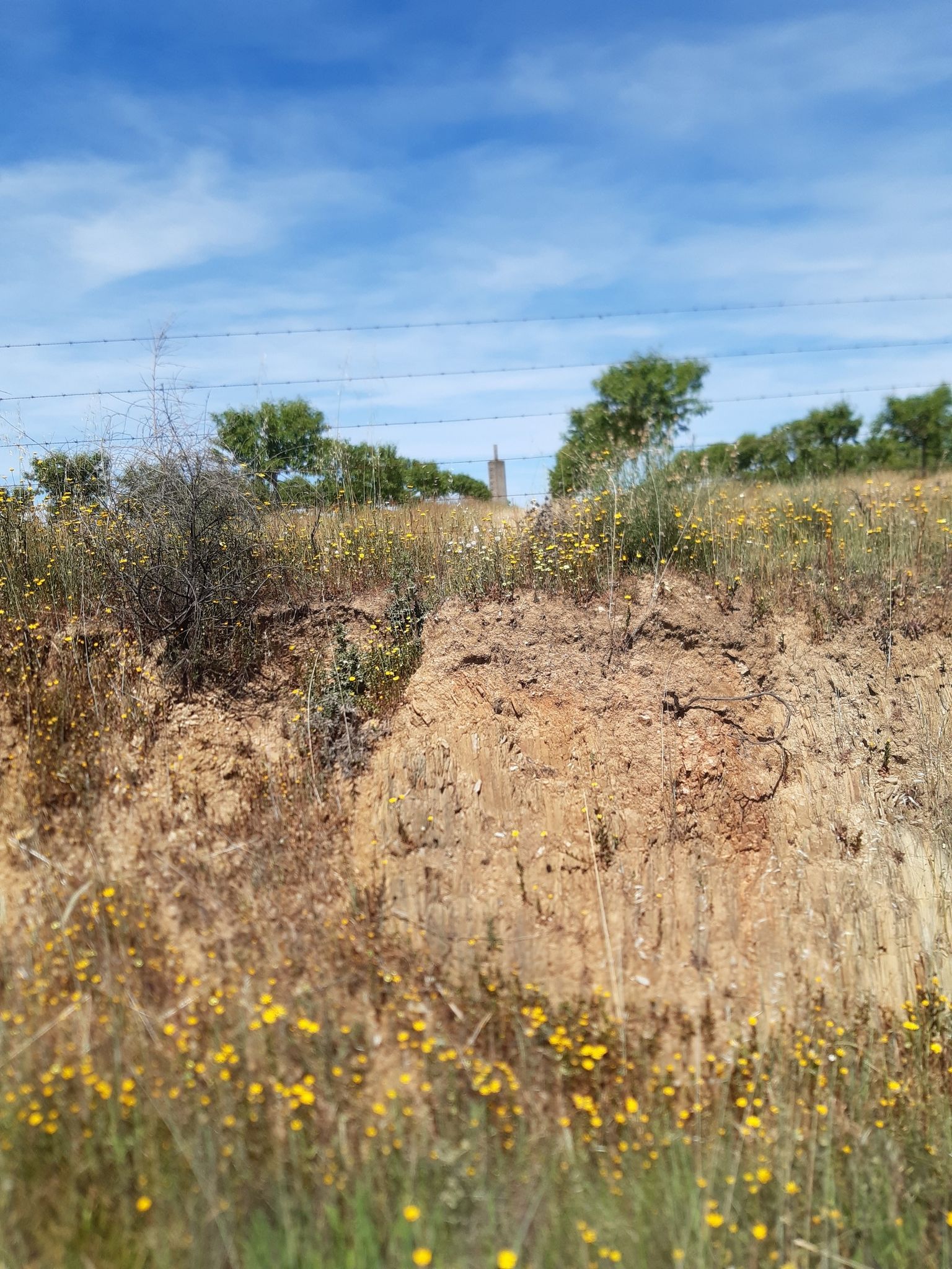 Trig Pillar?