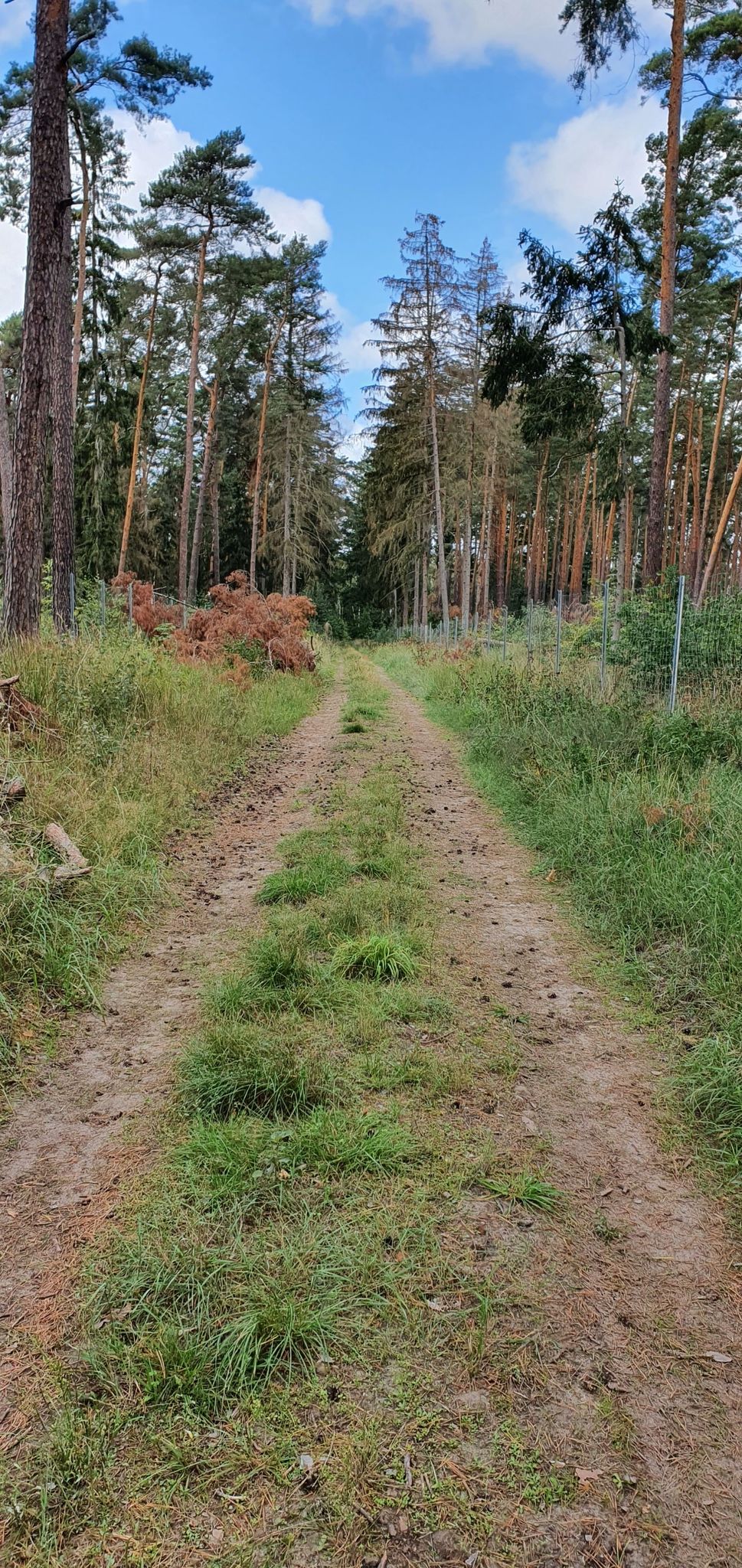 Ab durch den Wald