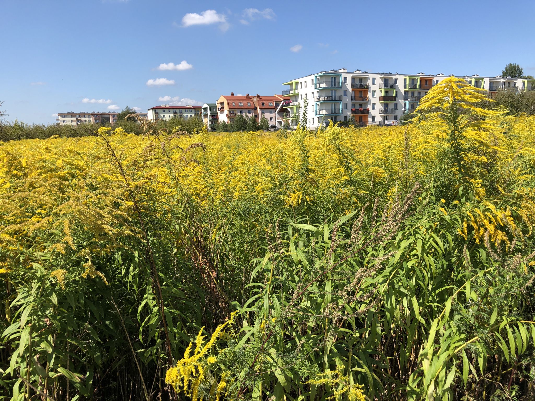 Neubaugebiet am Ostrand der Stadt