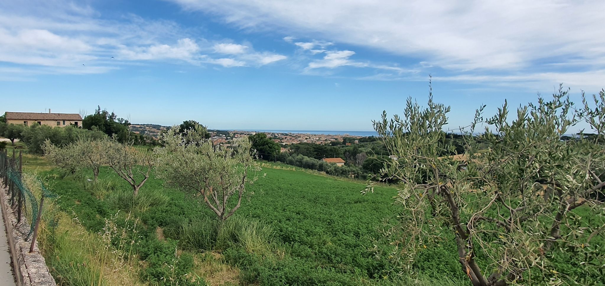 Mandriola