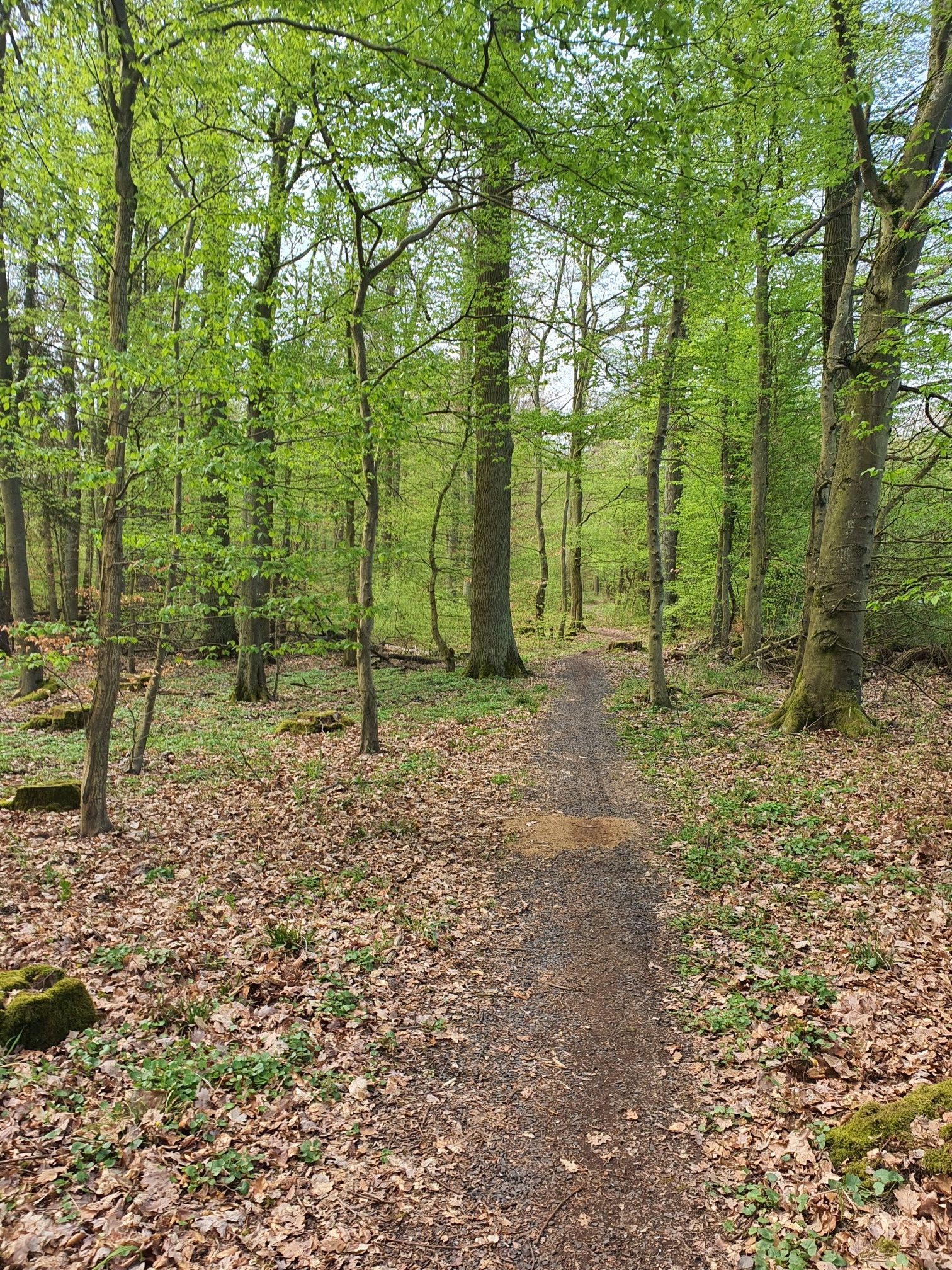 Waldweg