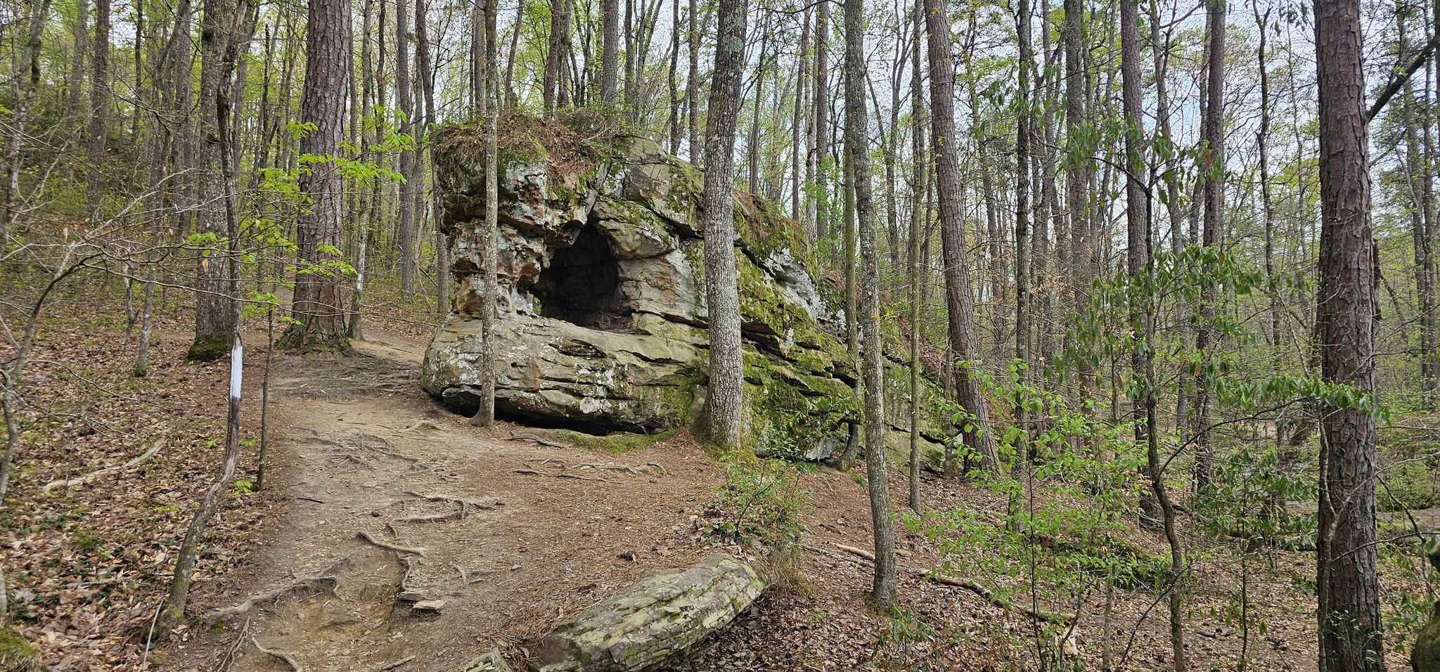 A dirt path next to a large rock formation with a cave in the forest. - Magic Tree Stump with Gnomes – Hole Rock loop from Moss Rock Preserve