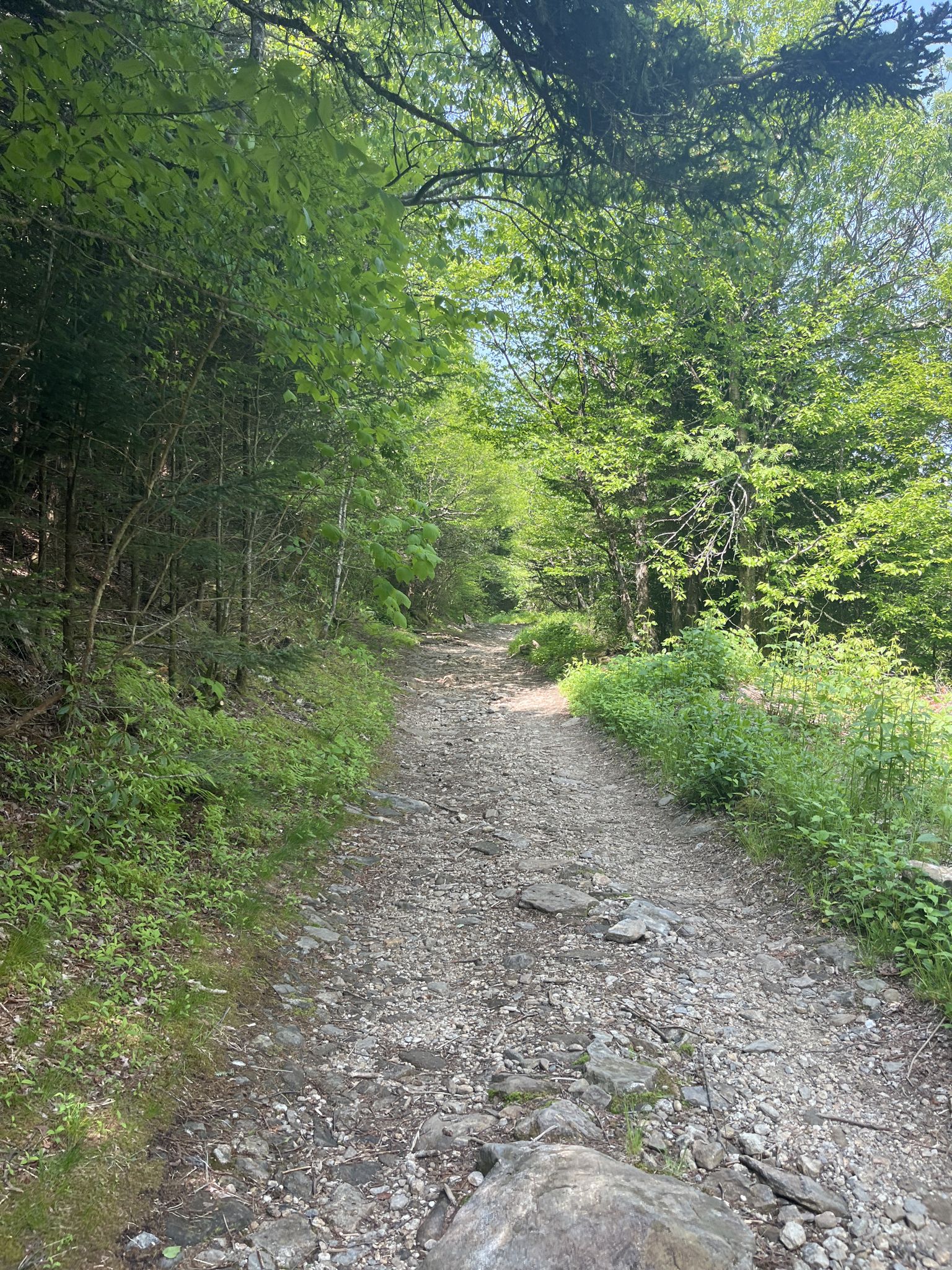 Shaded dirt path winding through a dense green forest. - Ivestor Gap Trail