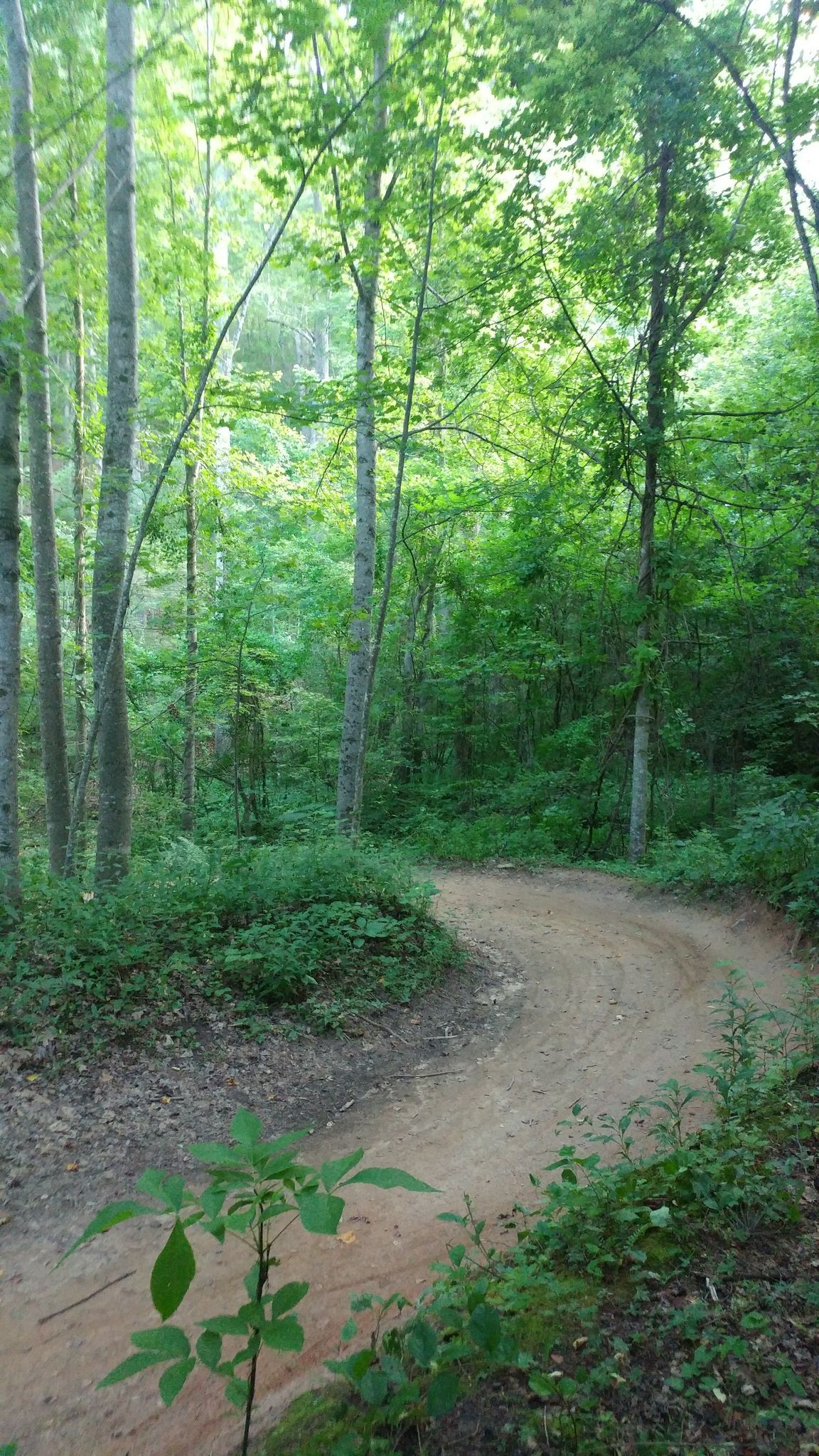 A curving dirt trail surrounded by lush green trees in soft daylight. - Wolf Branch Trail