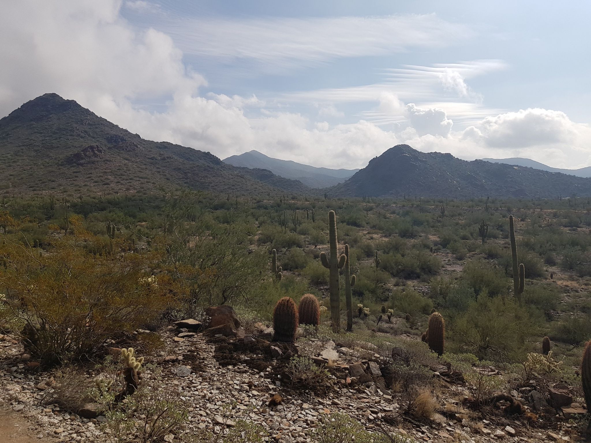Desert landscape with saguaro cacti, distant mountains, and a cloudy sky. - Desert Parks Trail Loop