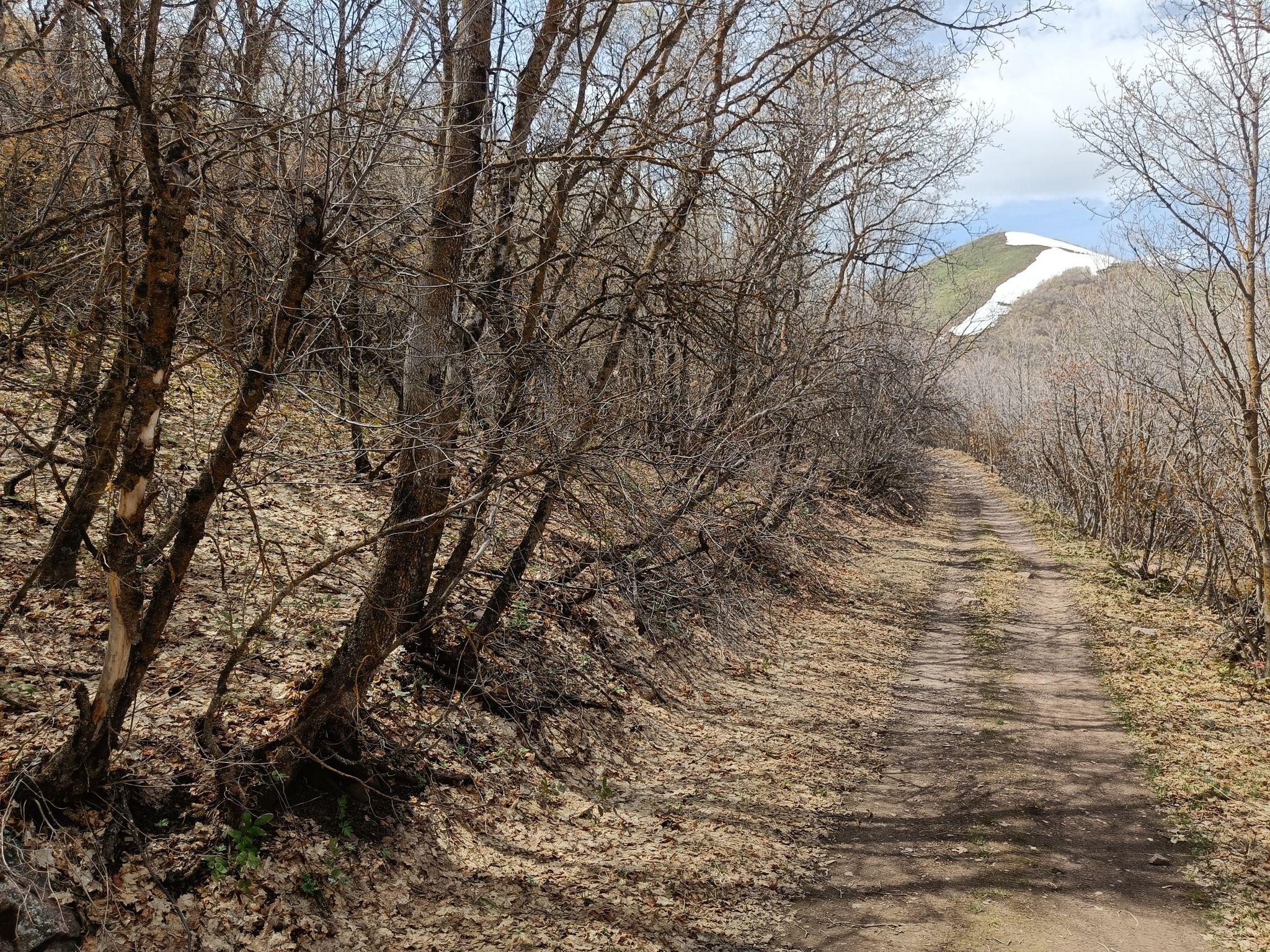 A dirt path winds through bare trees towards a distant snow-capped mountain. - Kinport Peak via Cusick Creek Trail