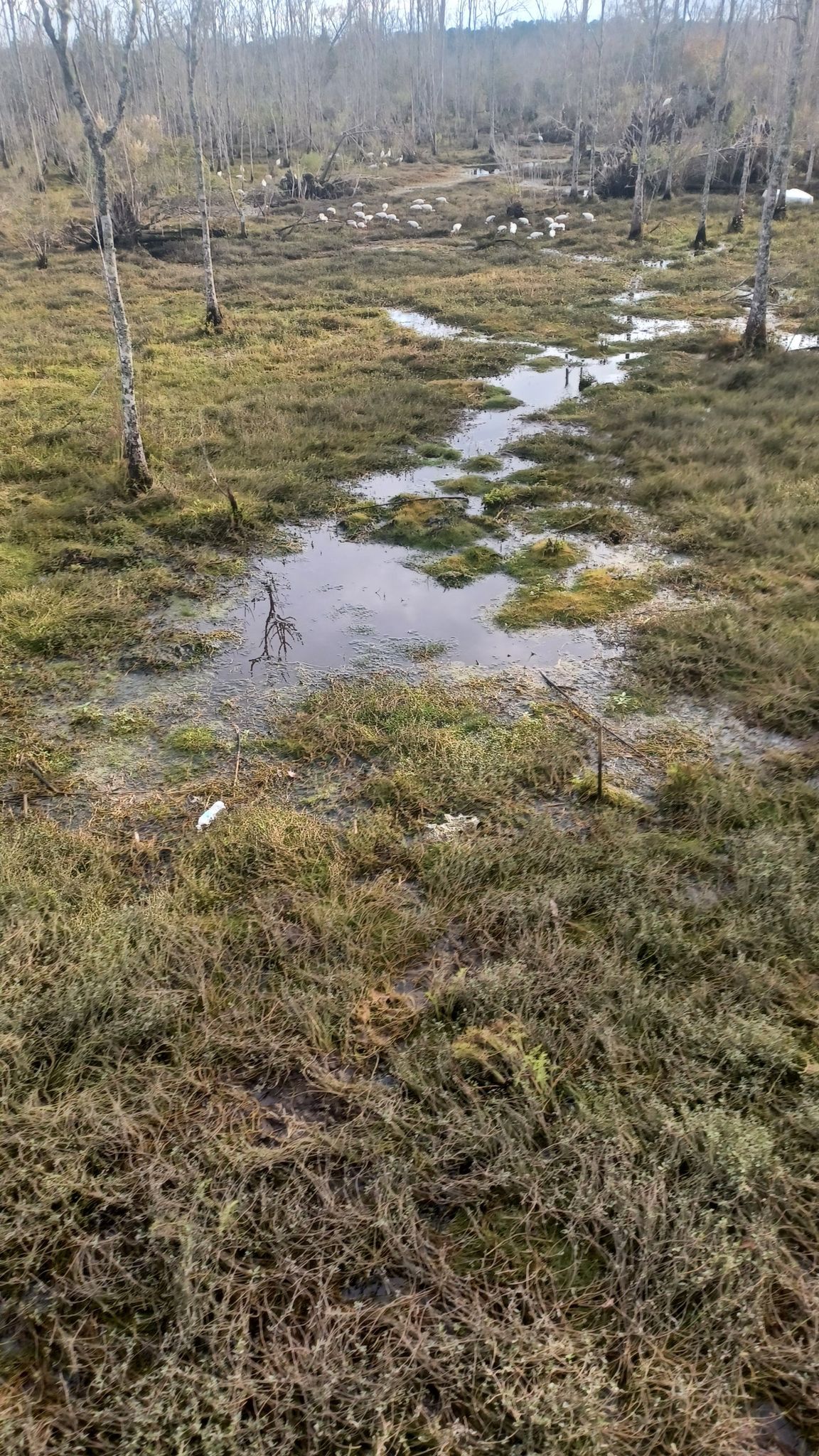 Muddy, grassy wetland with standing water and sparse trees. - Ortega Stream Valley Trail