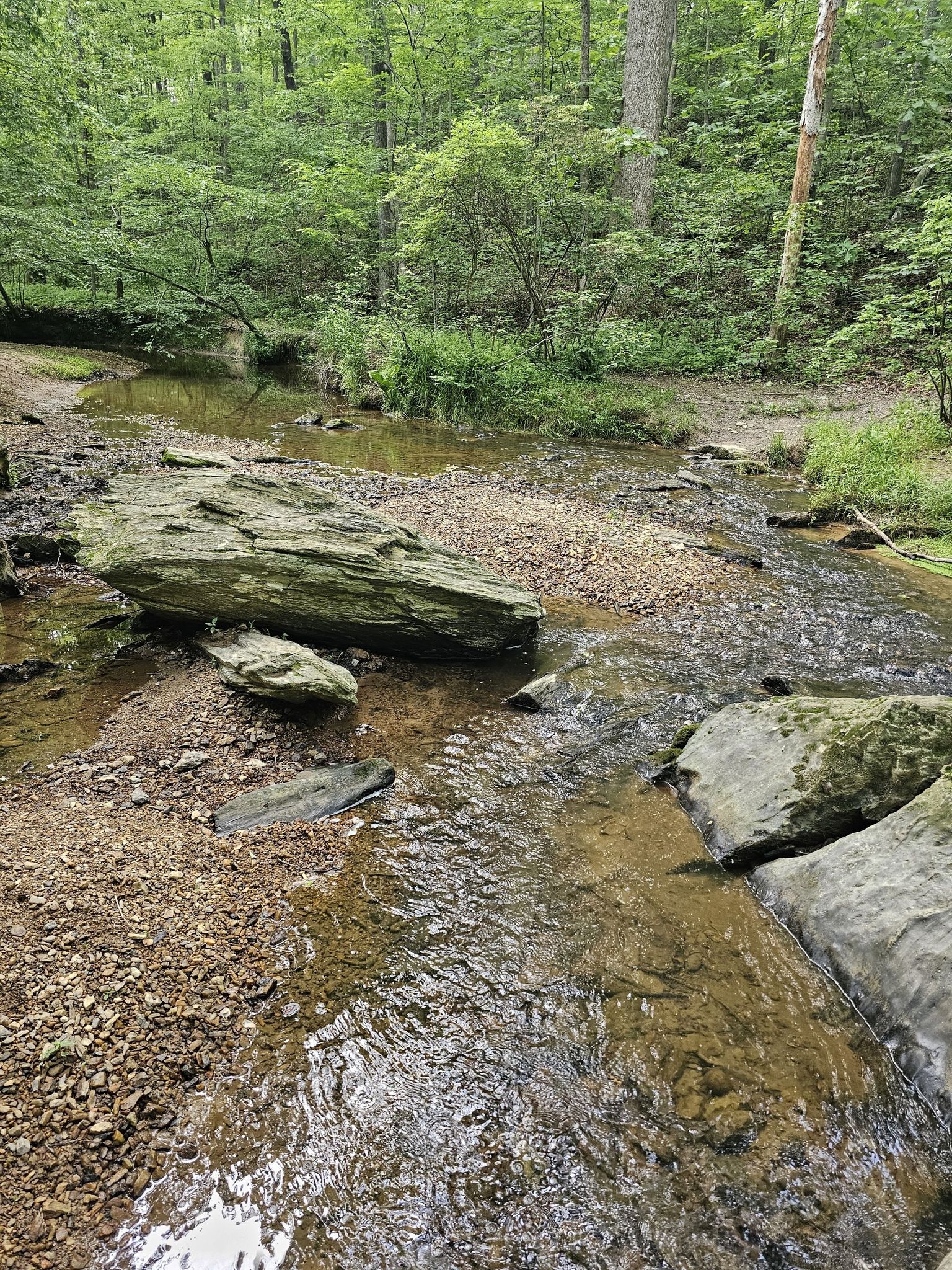 A shallow stream with a rocky bed winds through a green forest. - Fred Crabtree Park Trail