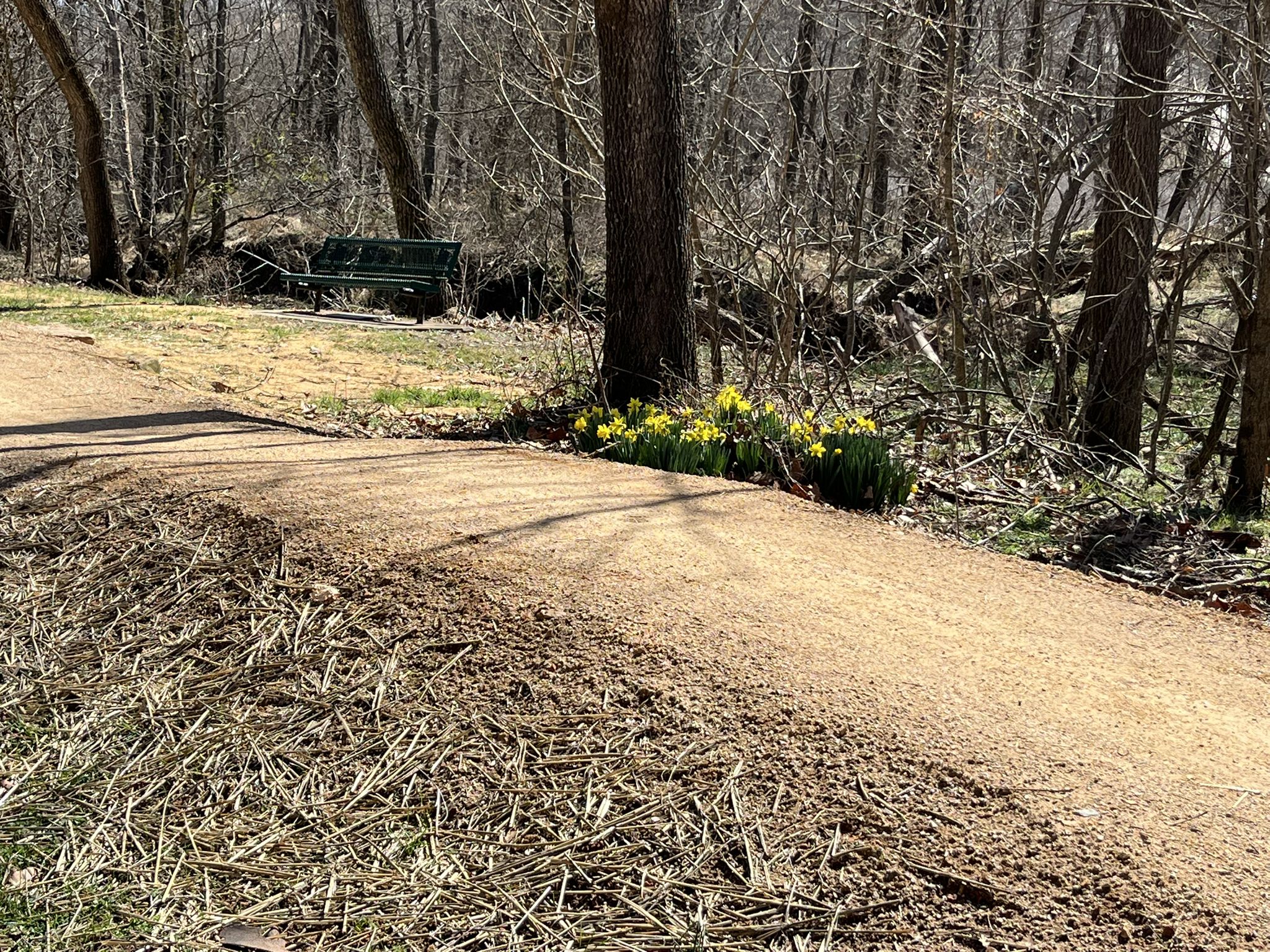 Dirt path next to blooming yellow daffodils and a green bench. - Green Bike Tower – Lake Bella Vista Trail loop from Bentonville