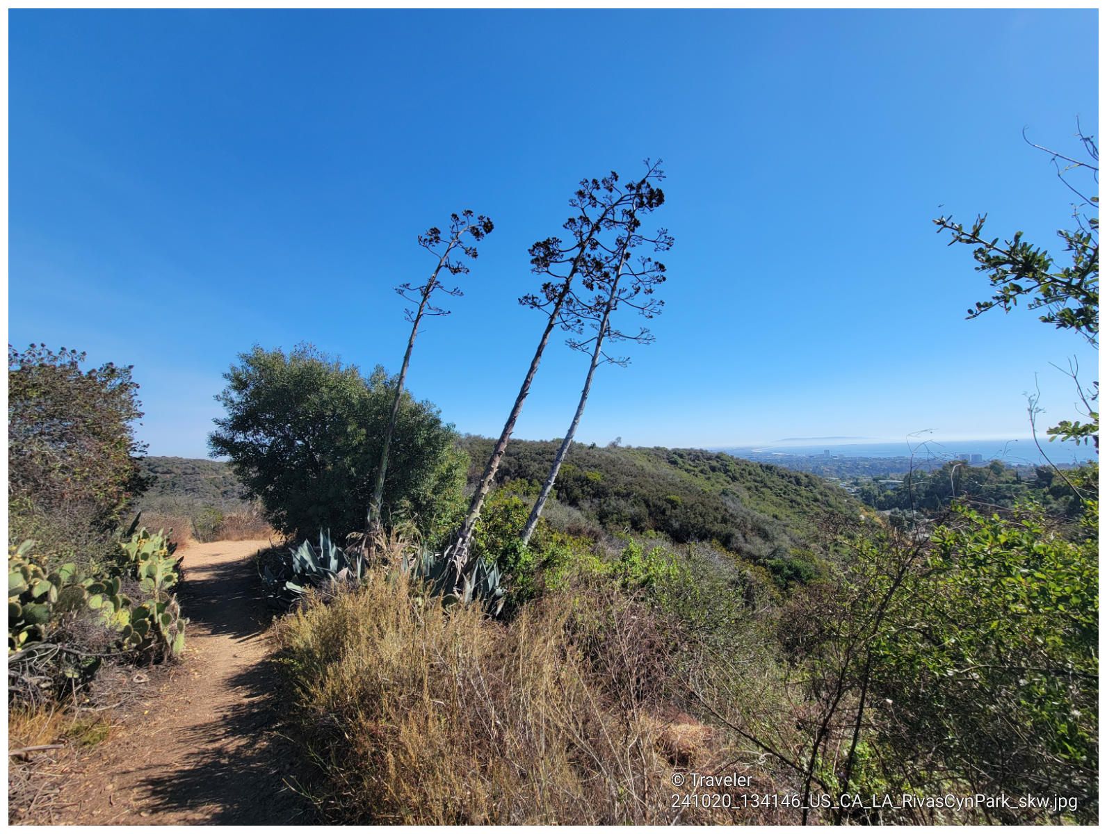 Two tall agave stalks beside a dirt path on a sunny hillside. - Will Rogers Mansion – Rivas Canyon Trail loop from Will Rogers State Historic Park