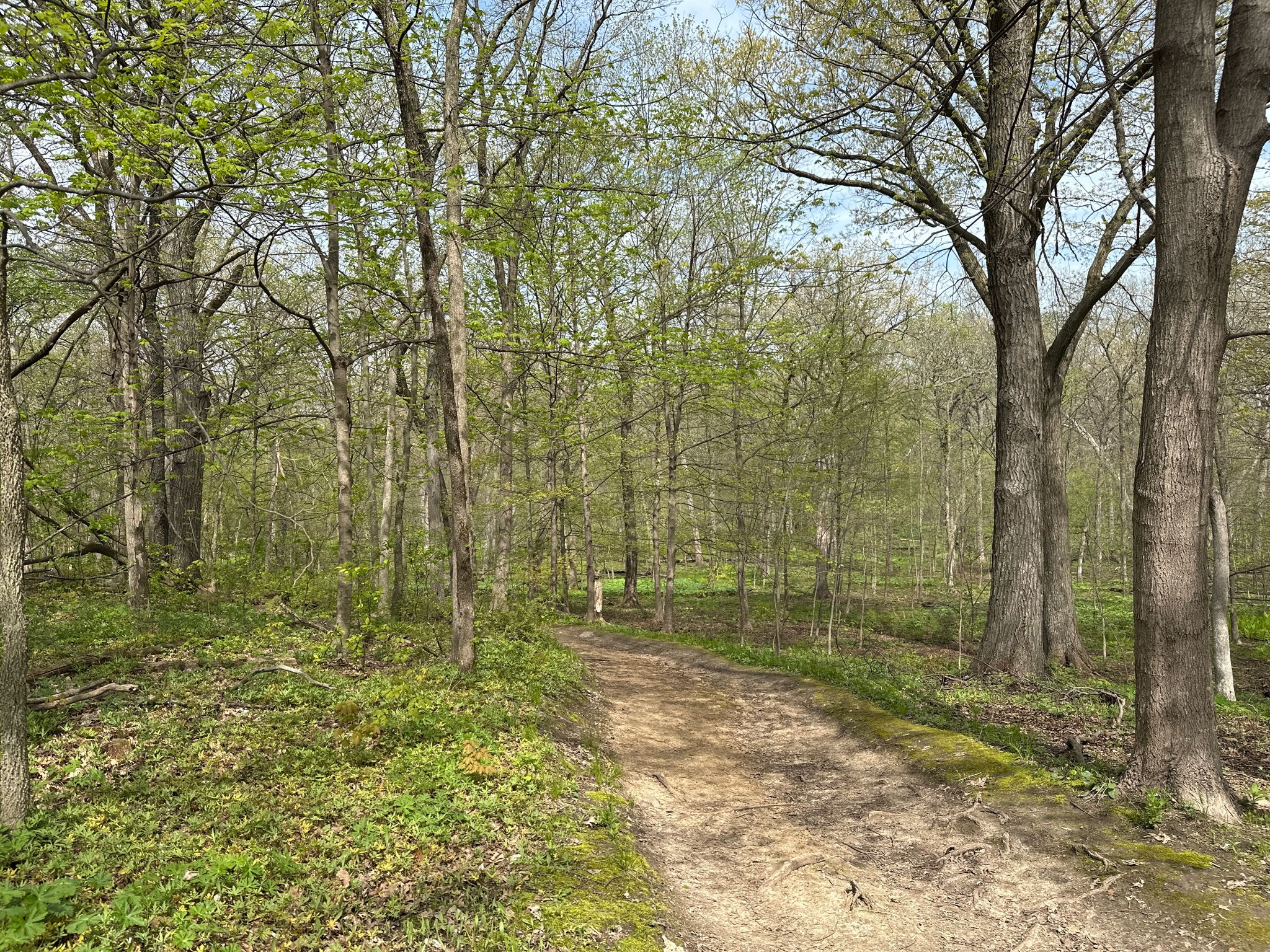 A dirt path winds through a lush green forest with tall trees and dappled light. - Prairie Trail and White Oak Nature Trail Loop